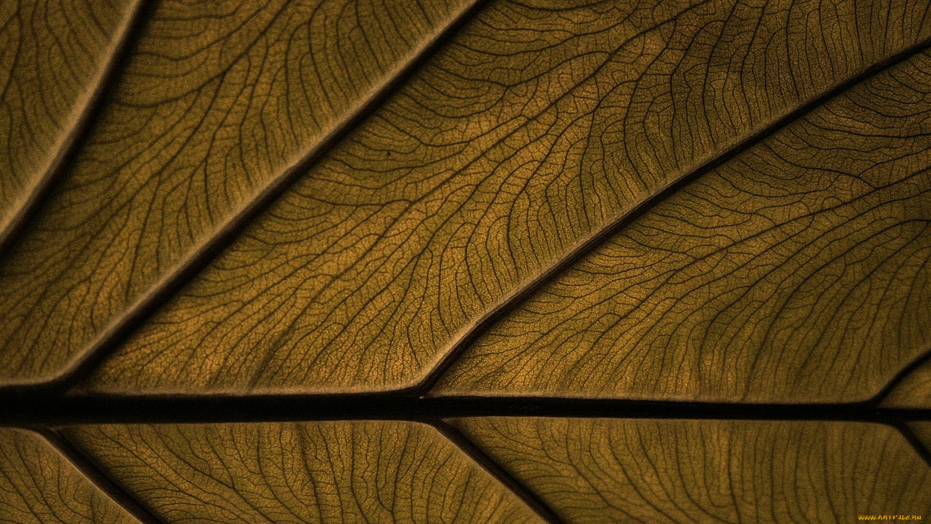 3д, графика, textures, текстуры, цвет, лист, фон, текстура, прожилки