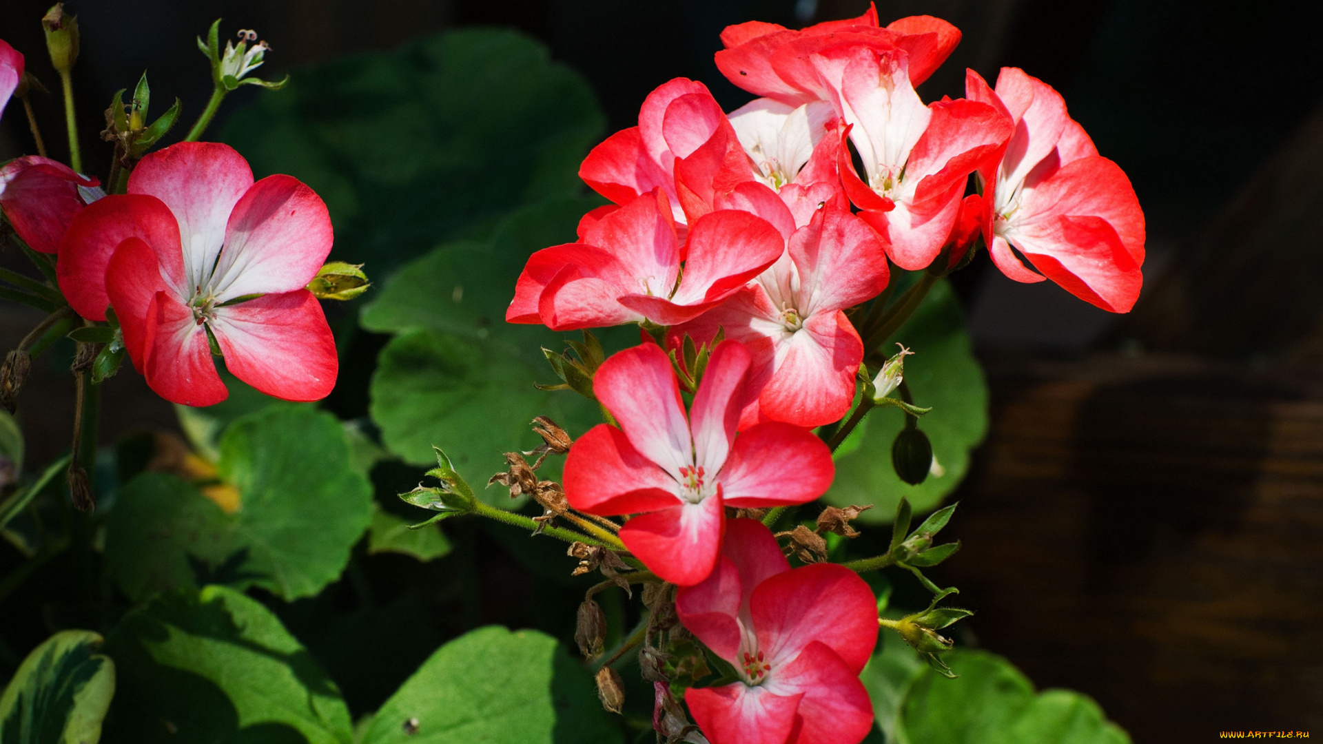 цветы, герань, красные, листья, фон, тёмный, лепестки