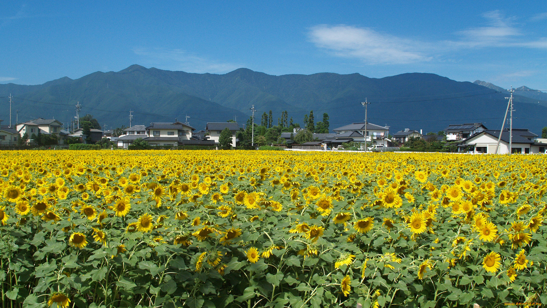 цветы, подсолнухи, поле, дома, жёлтые, лепестки