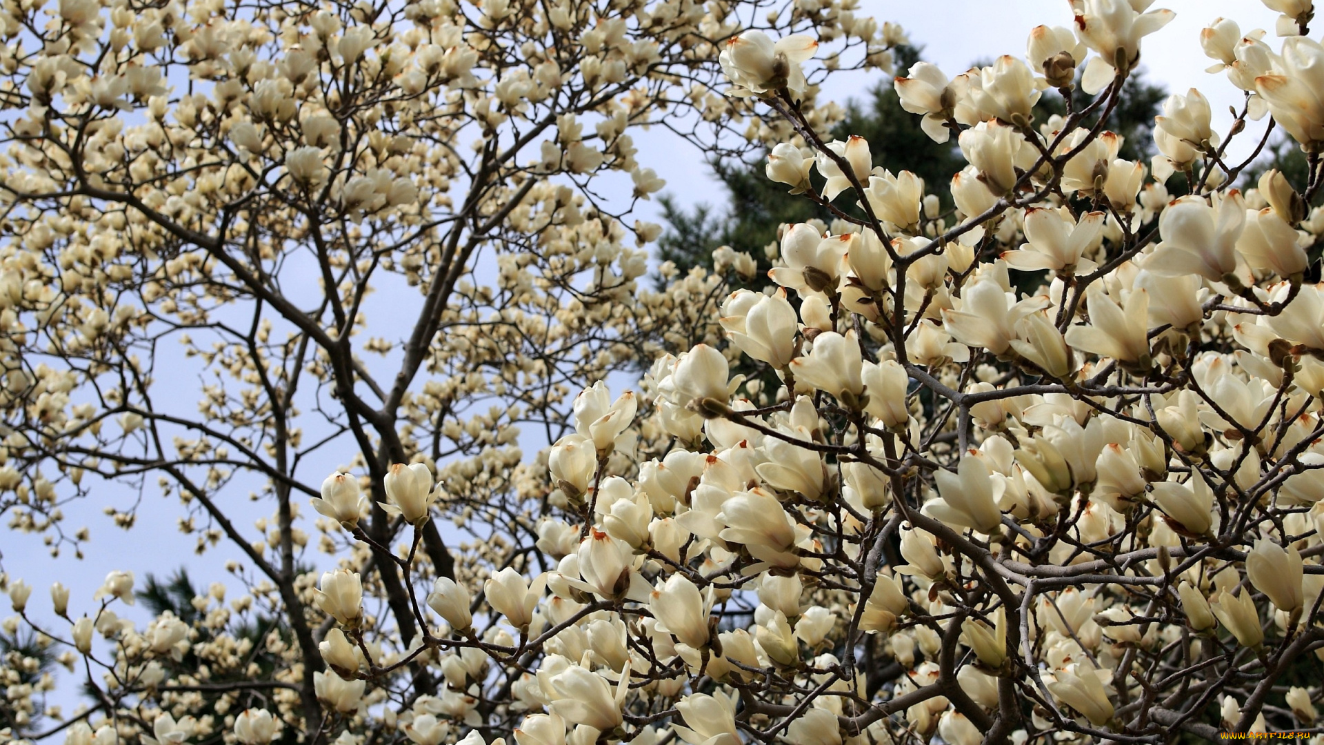 магнолия, цветы, магнолии, белый, много