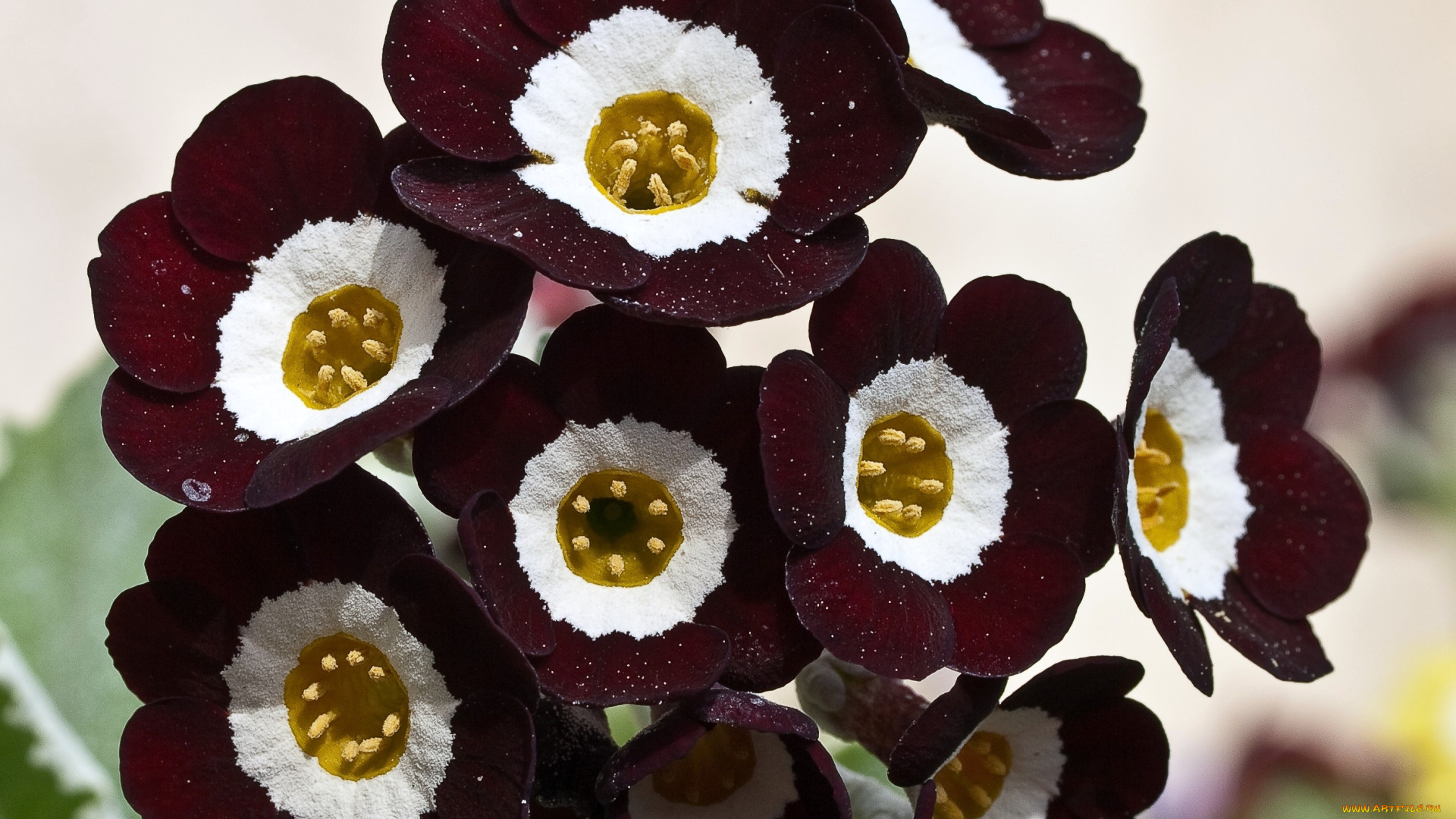 примула, цветы, примулы, бордовый