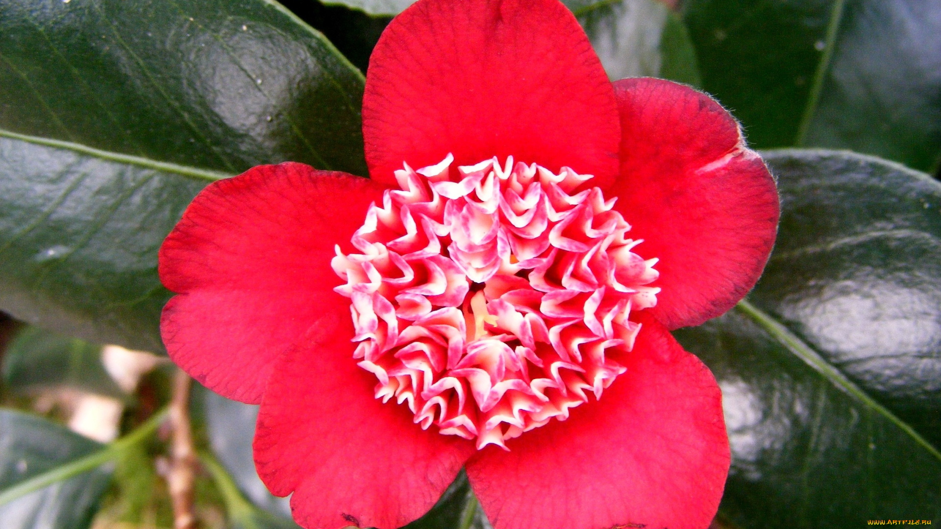 Японская, камелия, цветы, камелии, яркий, розовый