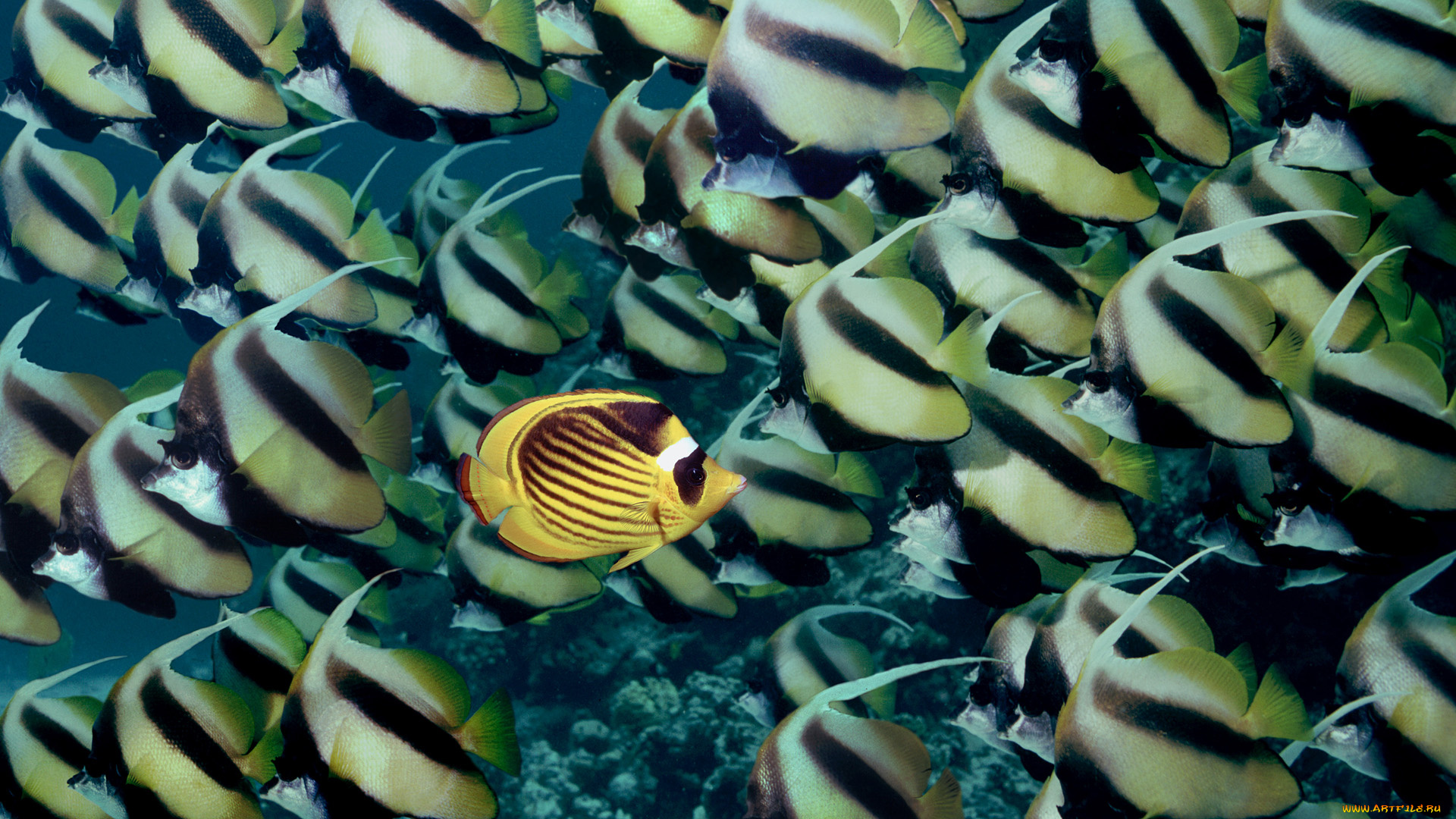 животные, рыбы, bannerfish, butterflyfish