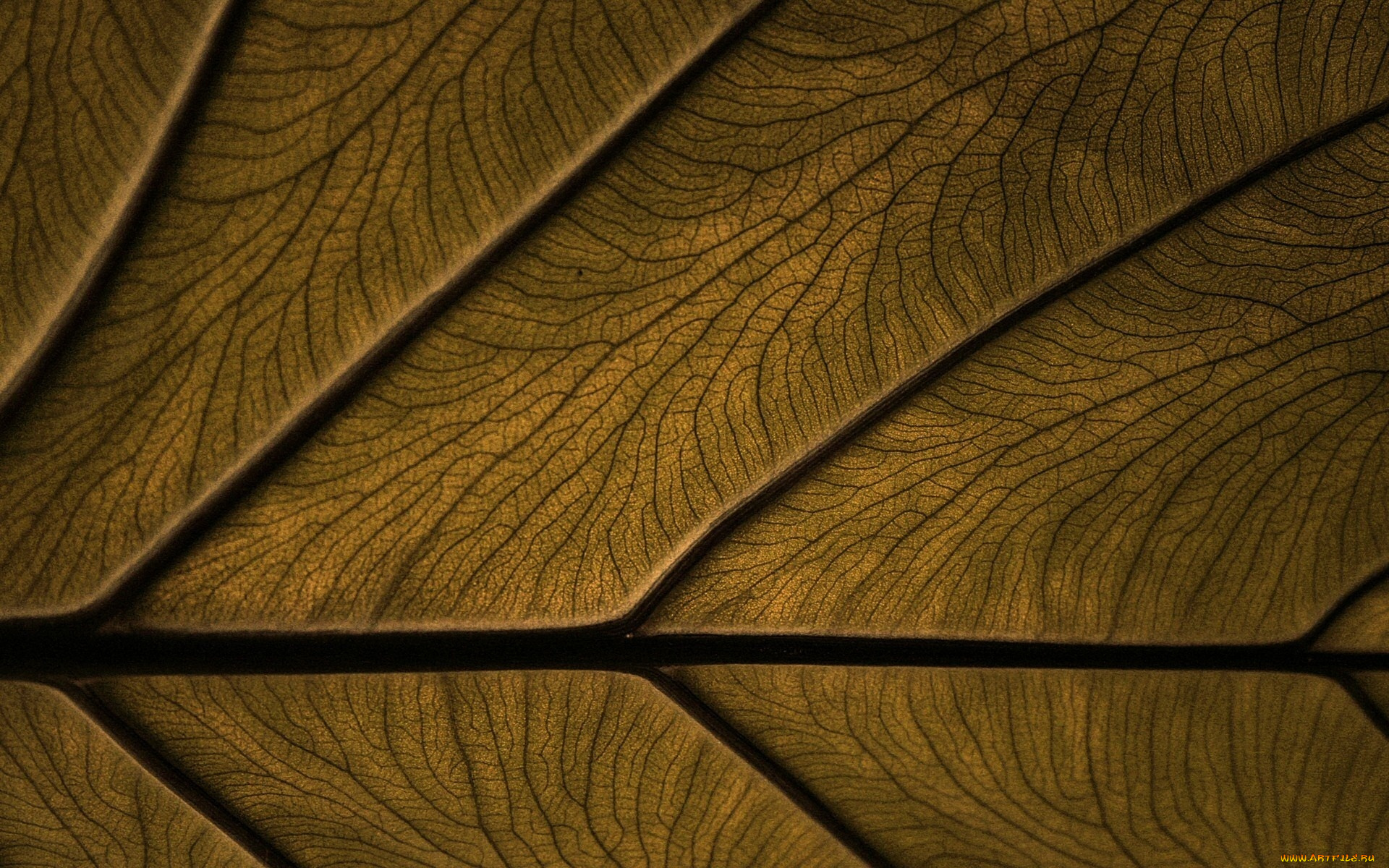 3д, графика, textures, текстуры, цвет, лист, фон, текстура, прожилки