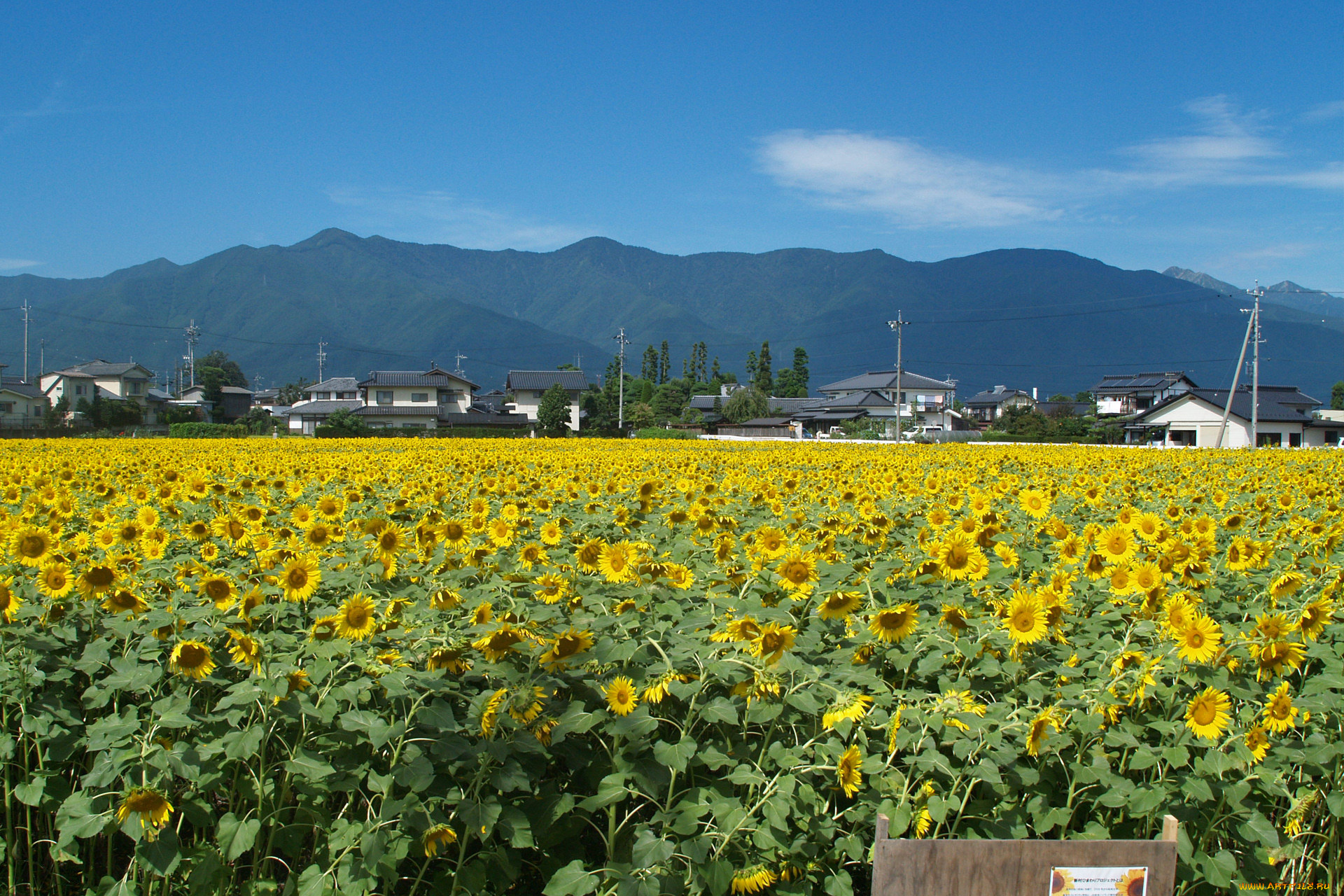 цветы, подсолнухи, поле, дома, жёлтые, лепестки