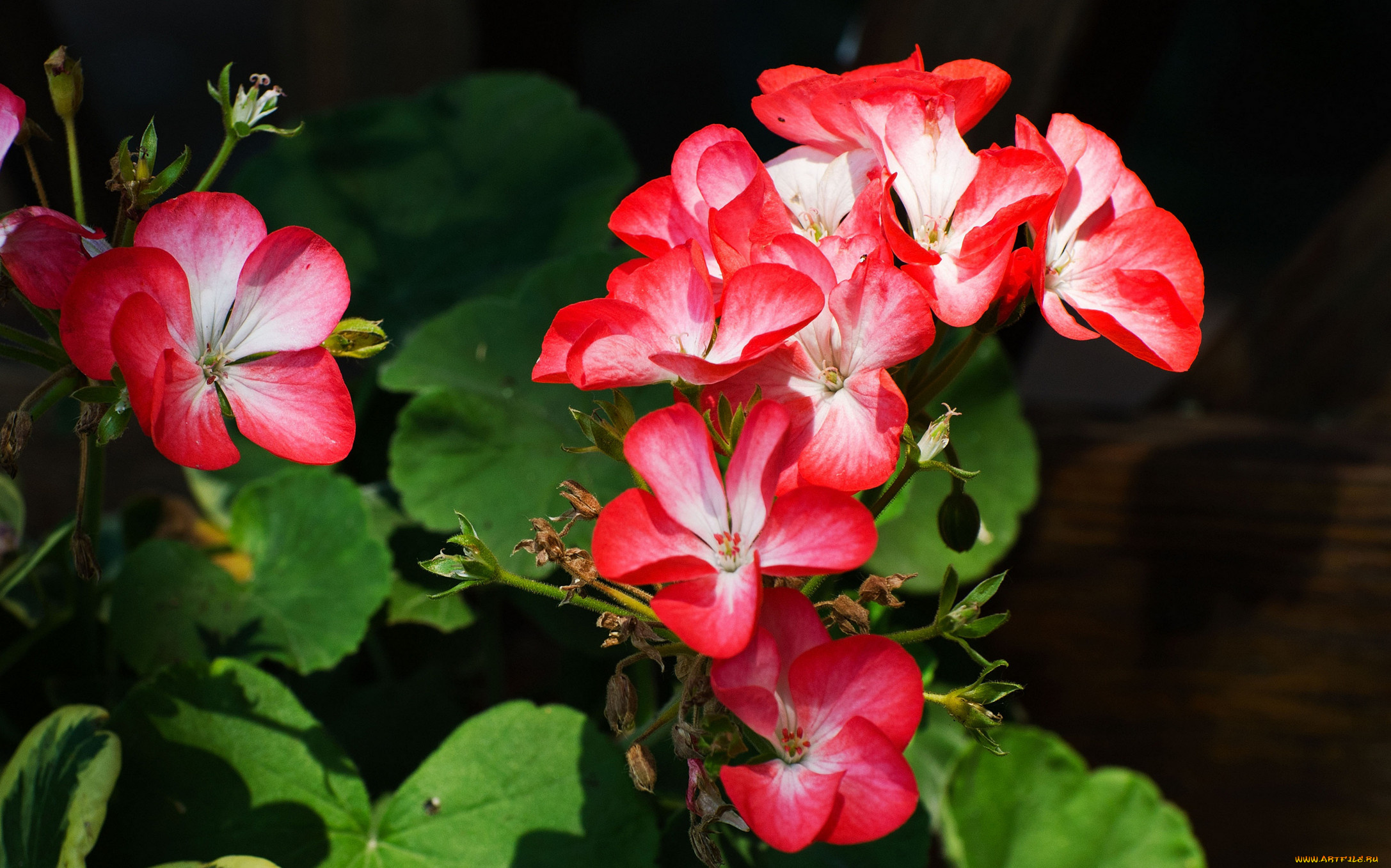 цветы, герань, красные, листья, фон, тёмный, лепестки