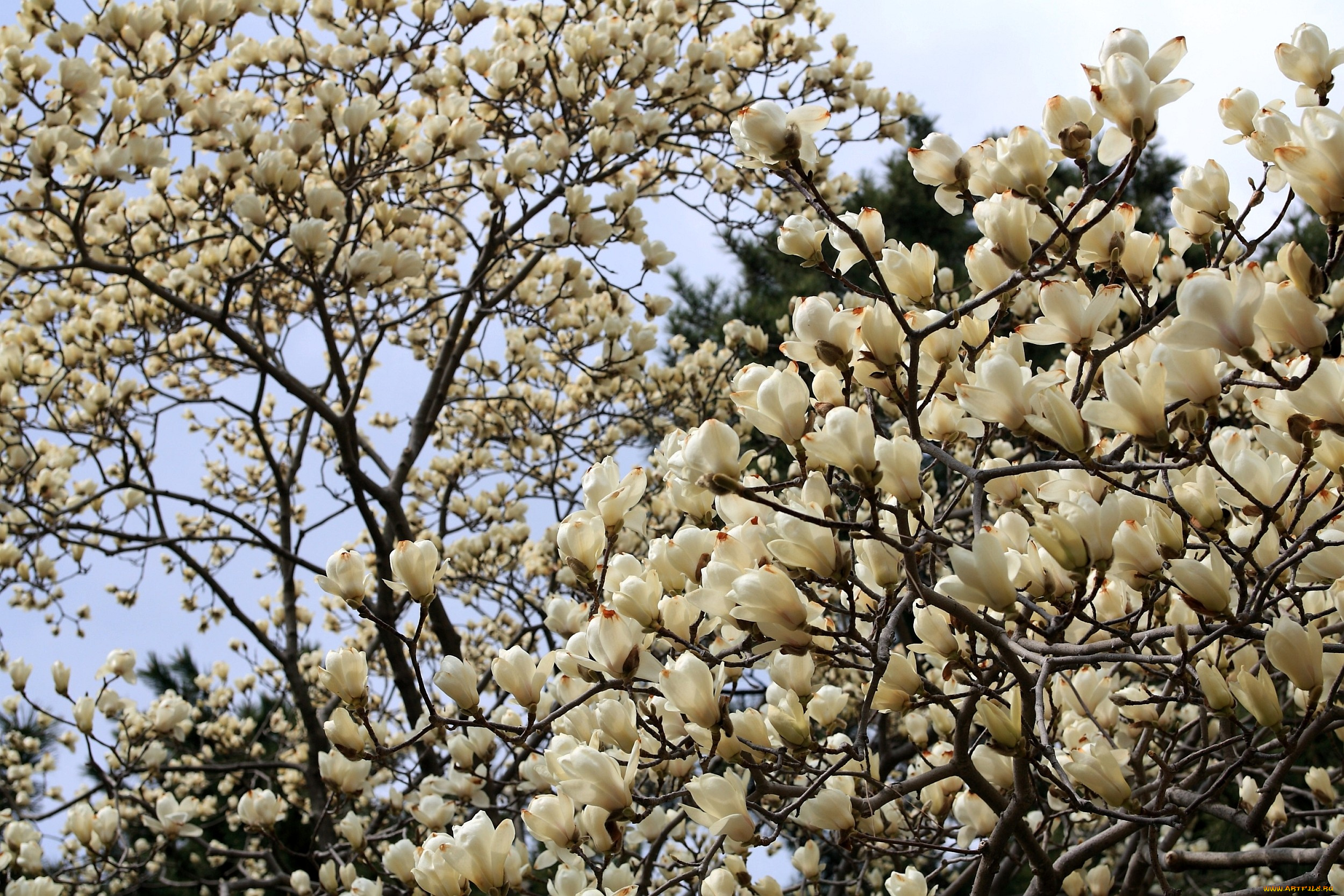 магнолия, цветы, магнолии, белый, много