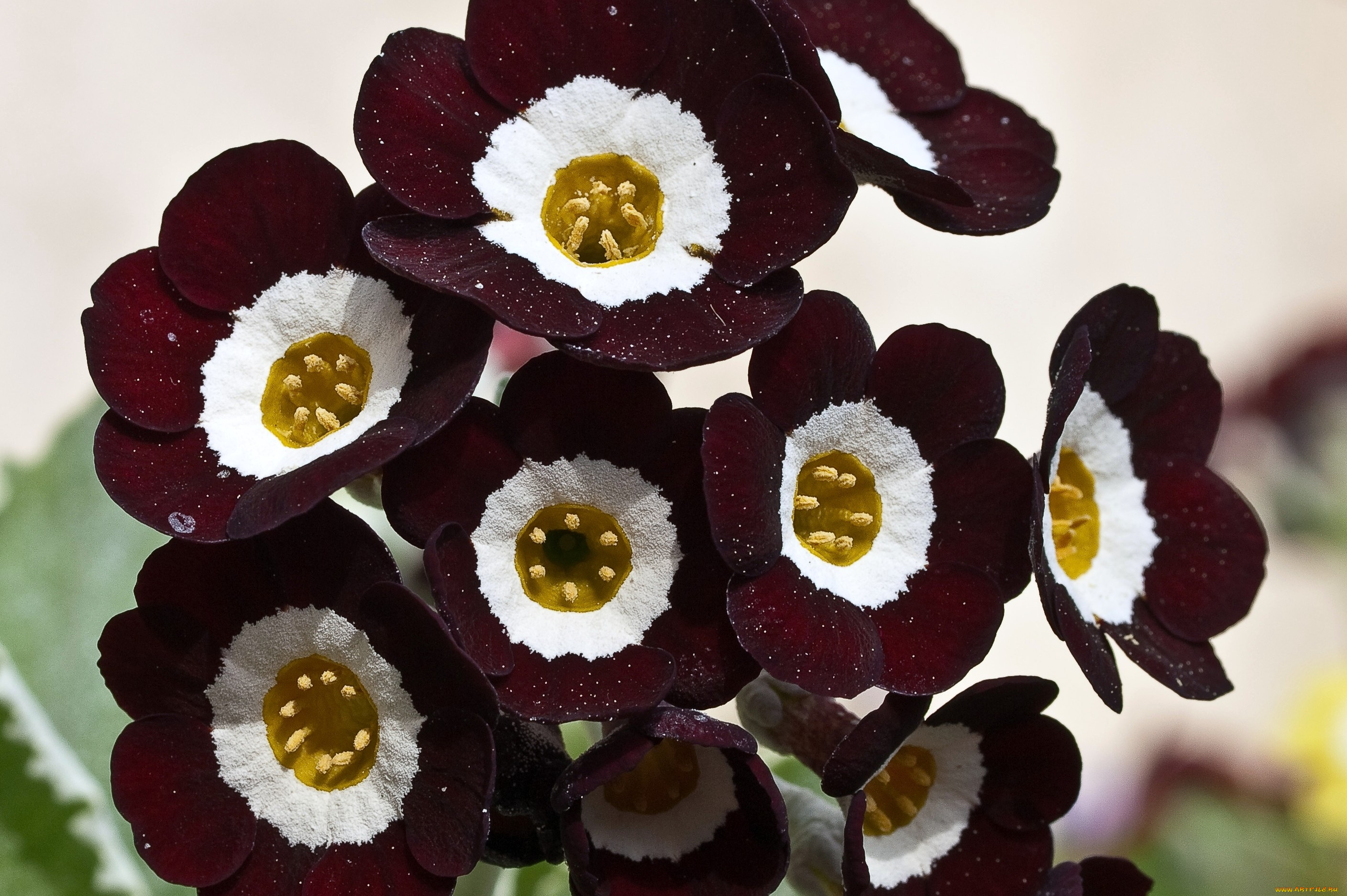 примула, цветы, примулы, бордовый