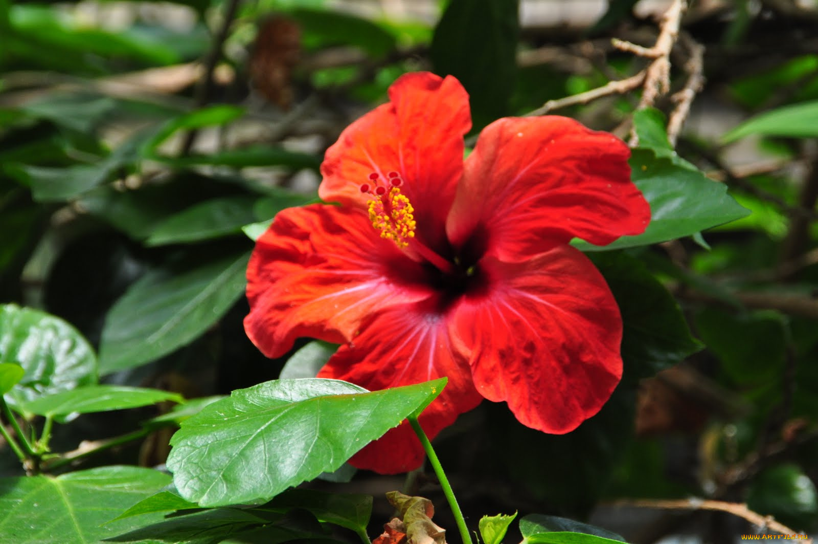 цветы, гибискусы, цветок