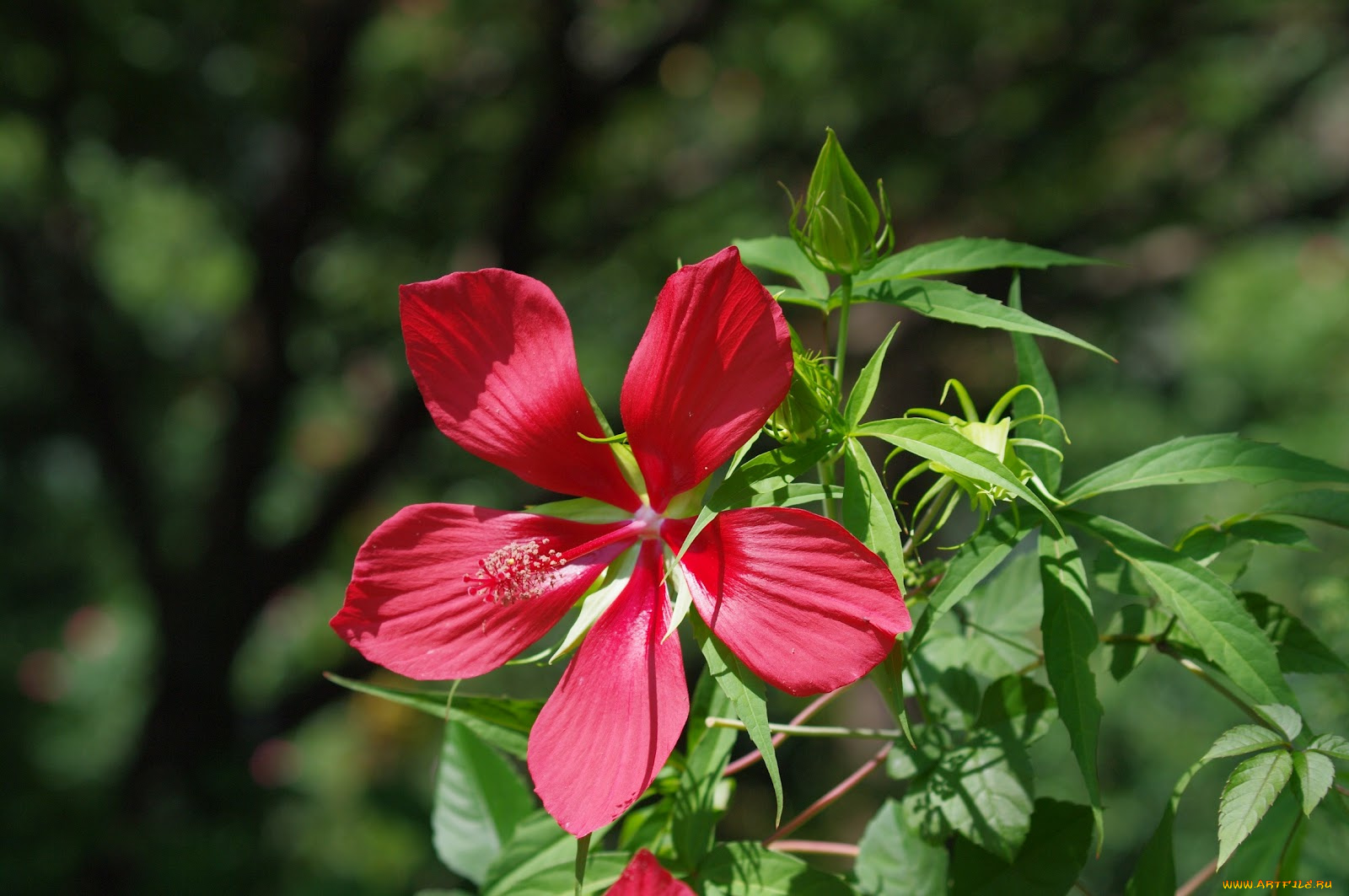 цветы, гибискусы, гибискус