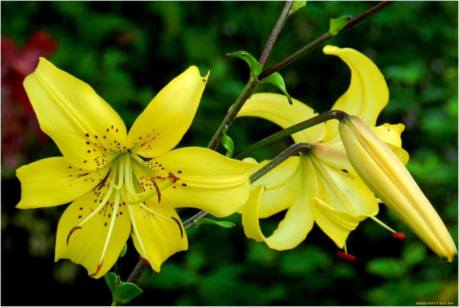 цветы, лилии, лилейники