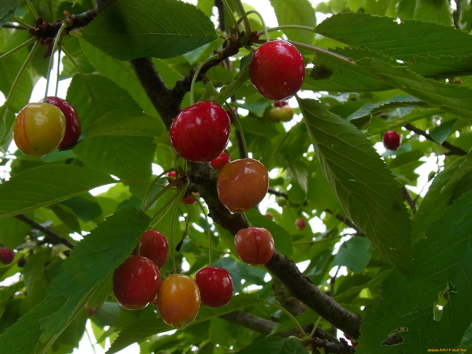 природа, Ягоды, листья, ветка, вишня