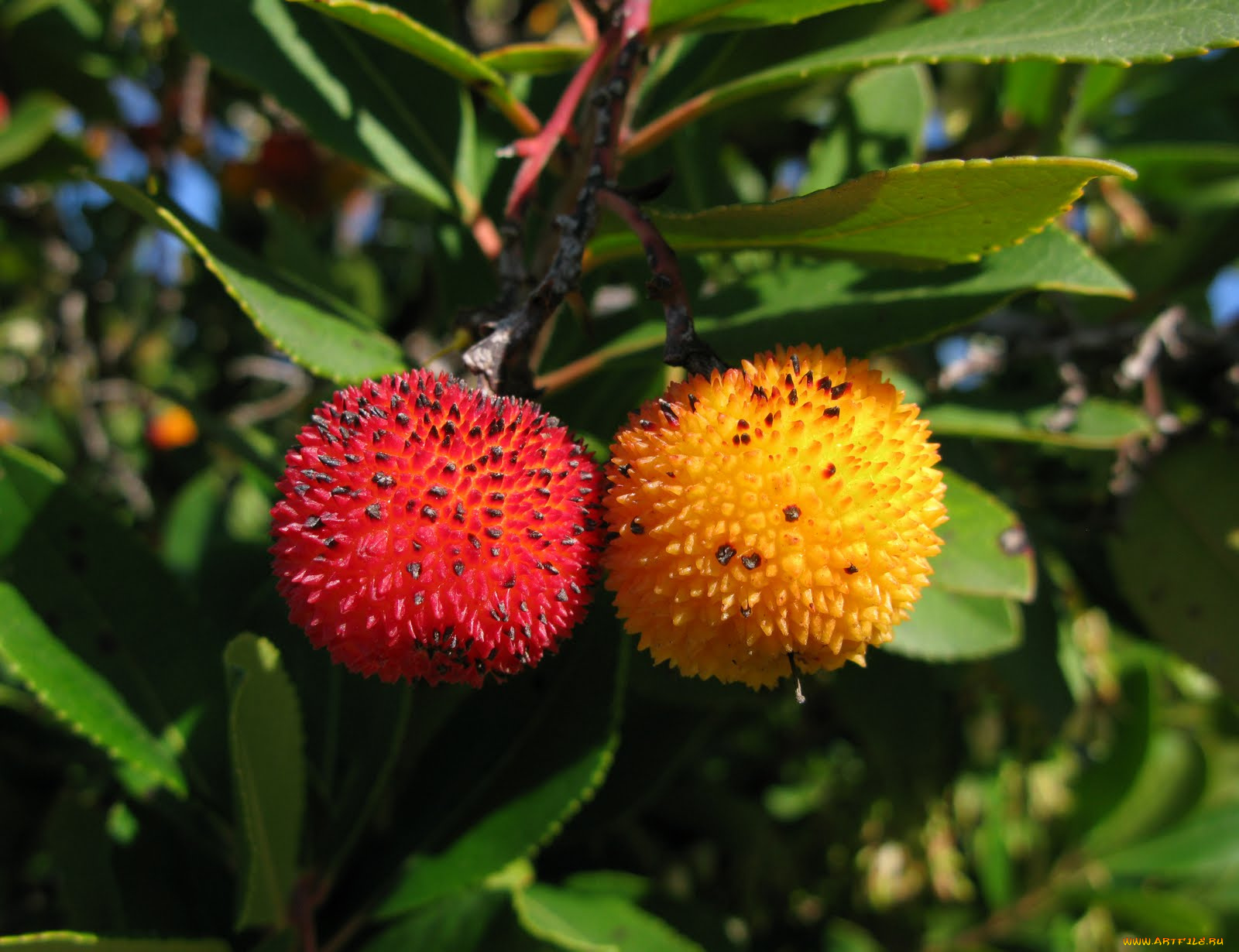 природа, плоды, листья, плод