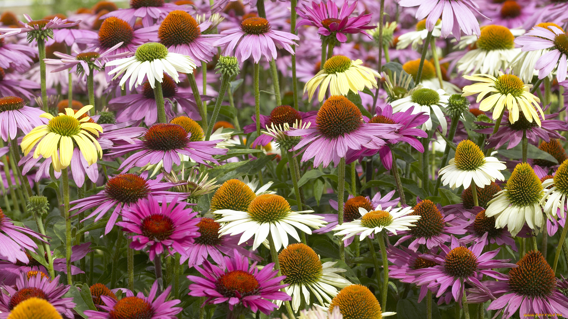 цветы, эхинацея, бутоны