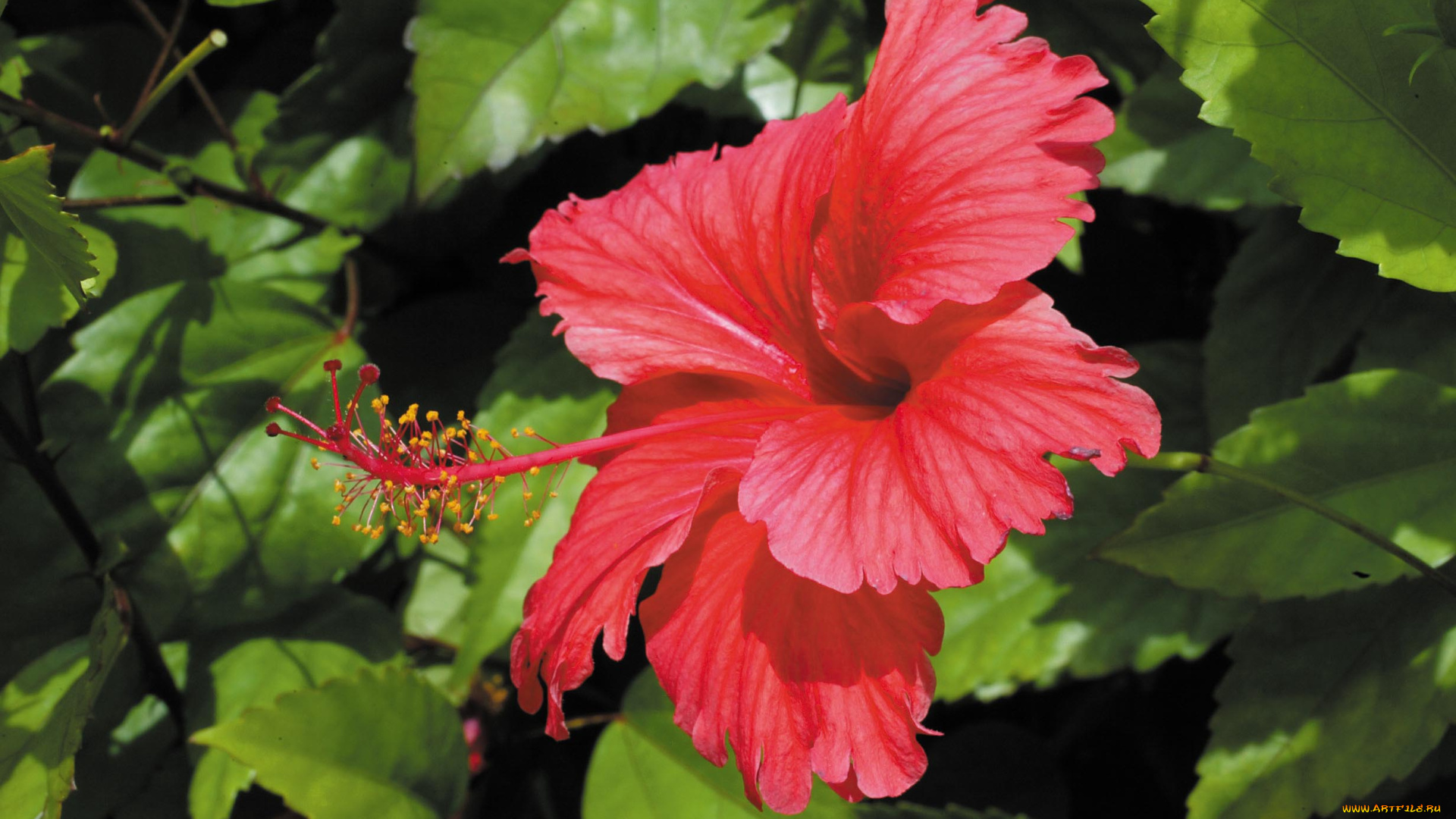 цветы, гибискусы, цветок