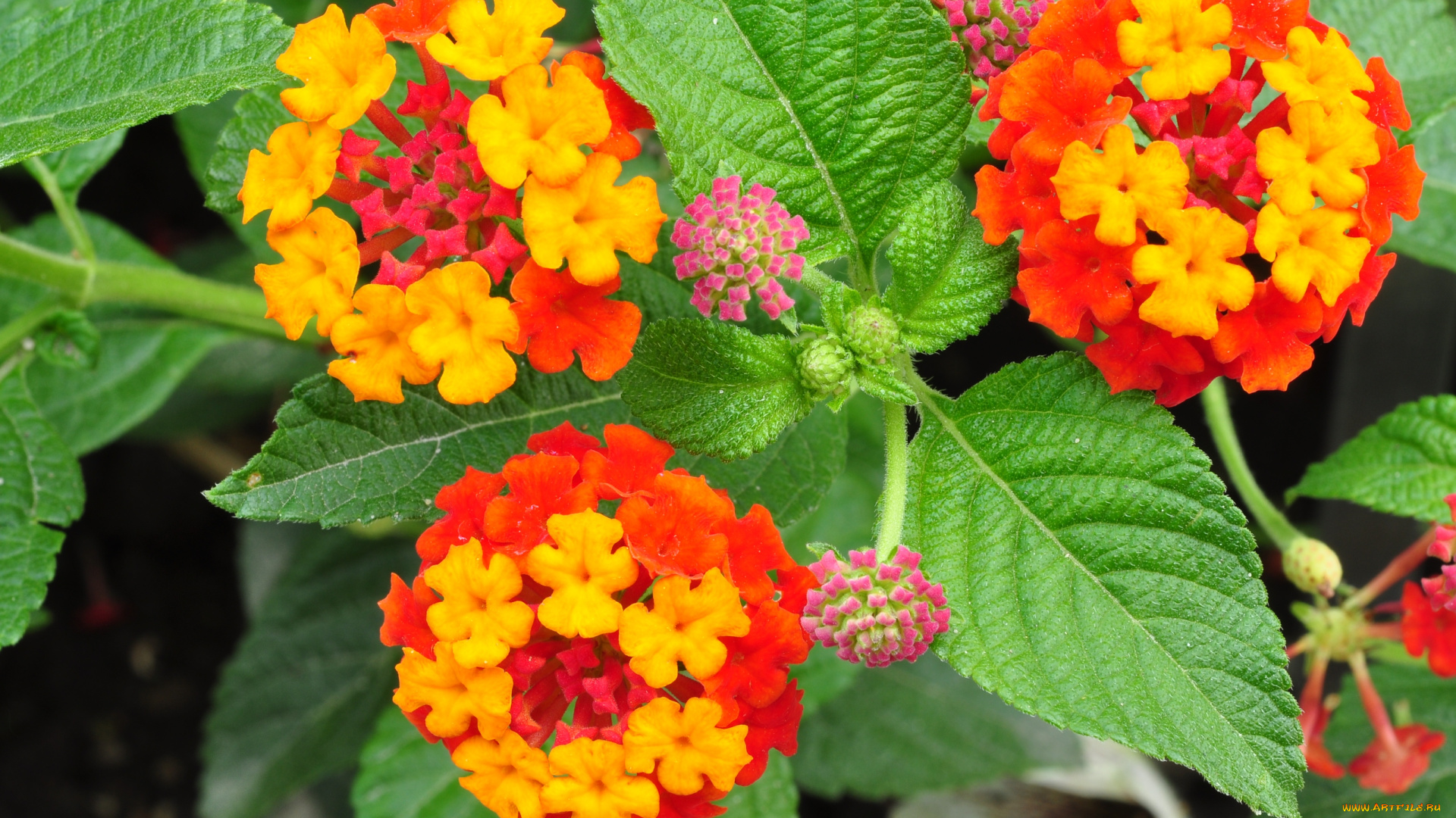 цветы, лантана, вербена, желтый, оранжевый