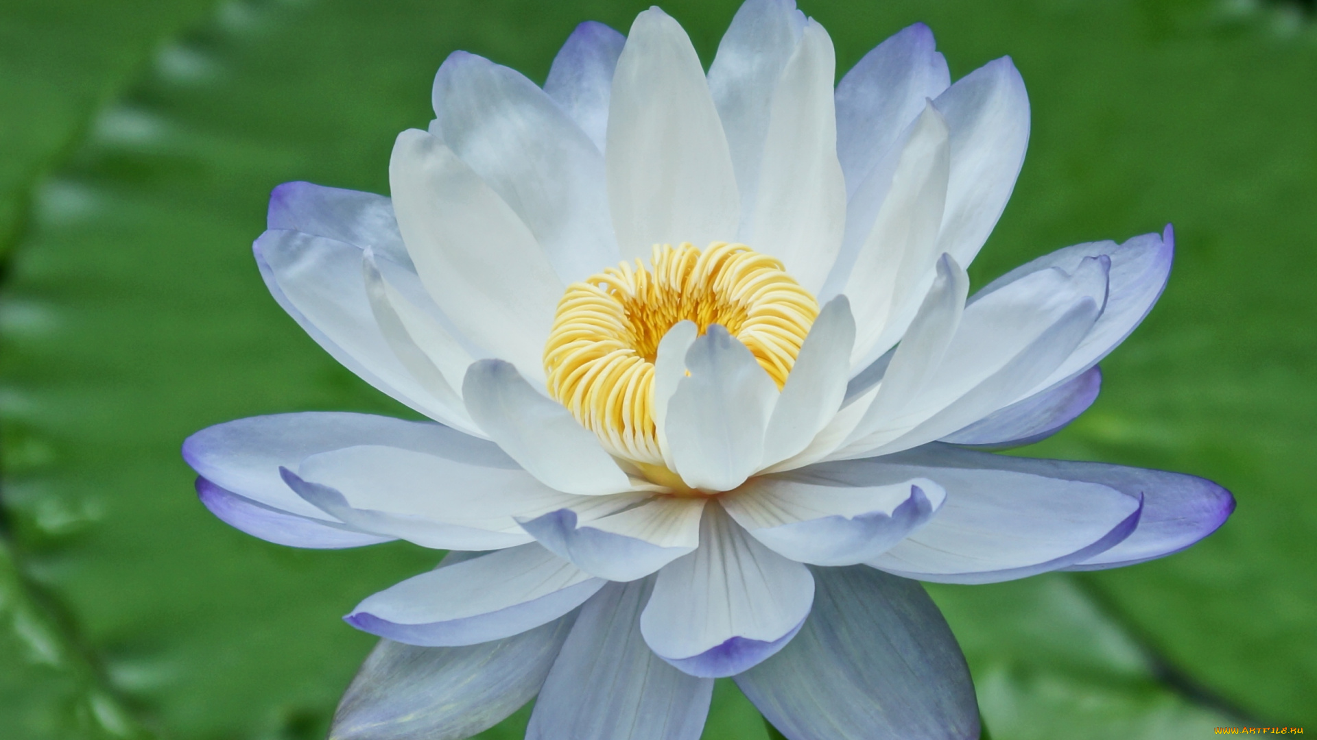 цветы, лилии, водяные, нимфеи, кувшинки, лепестки, голубой