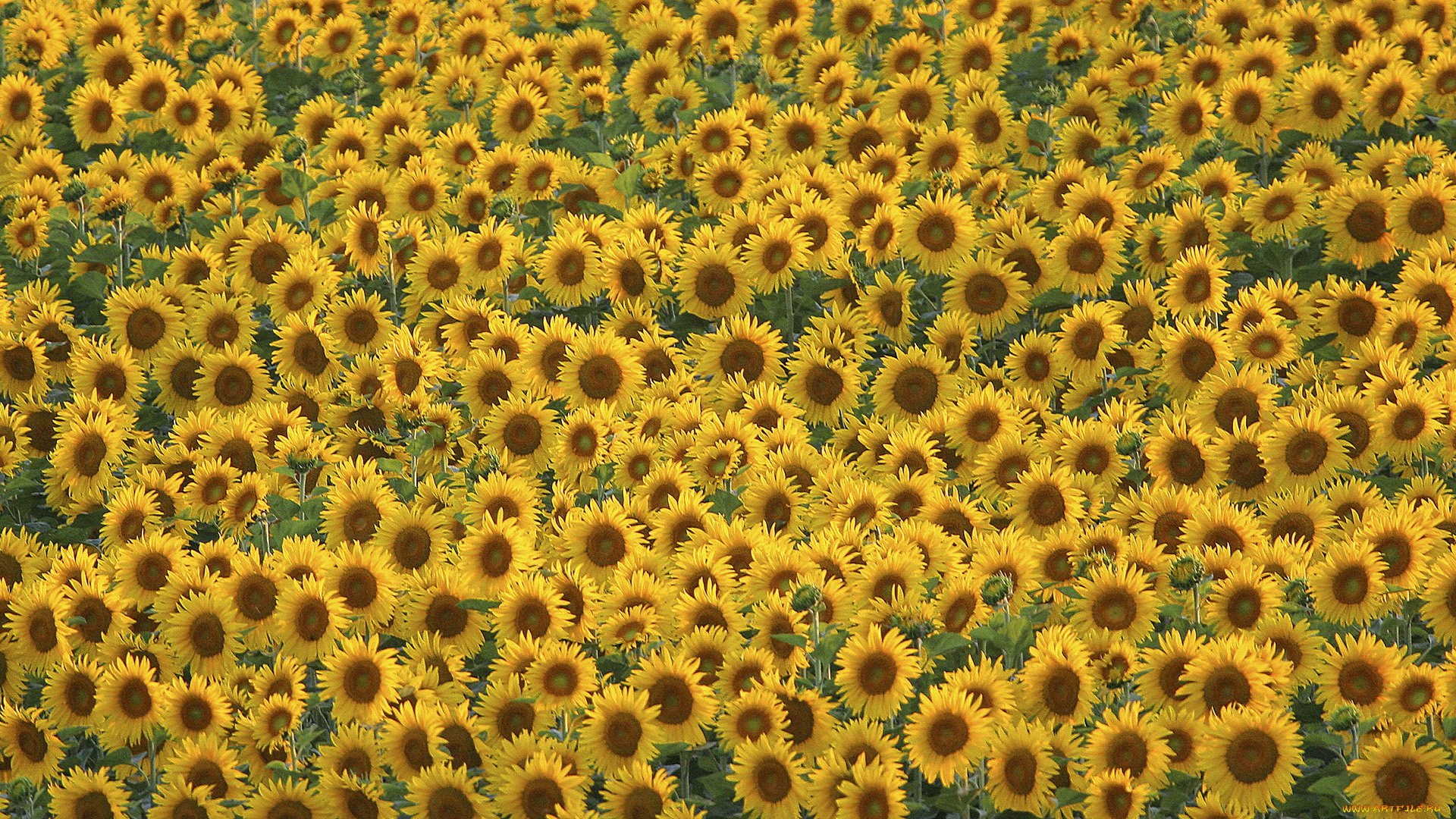 цветы, подсолнухи