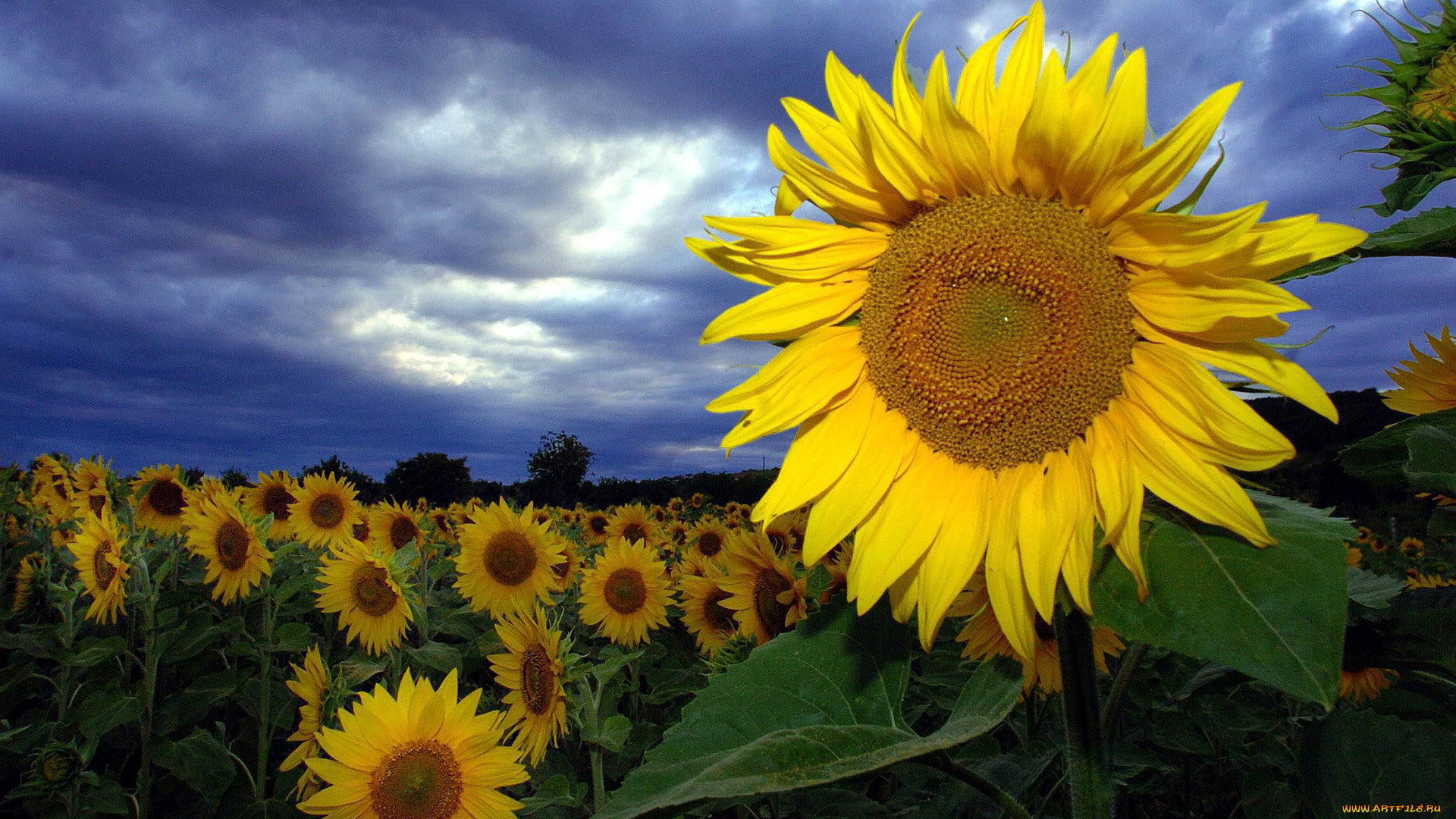 цветы, подсолнухи