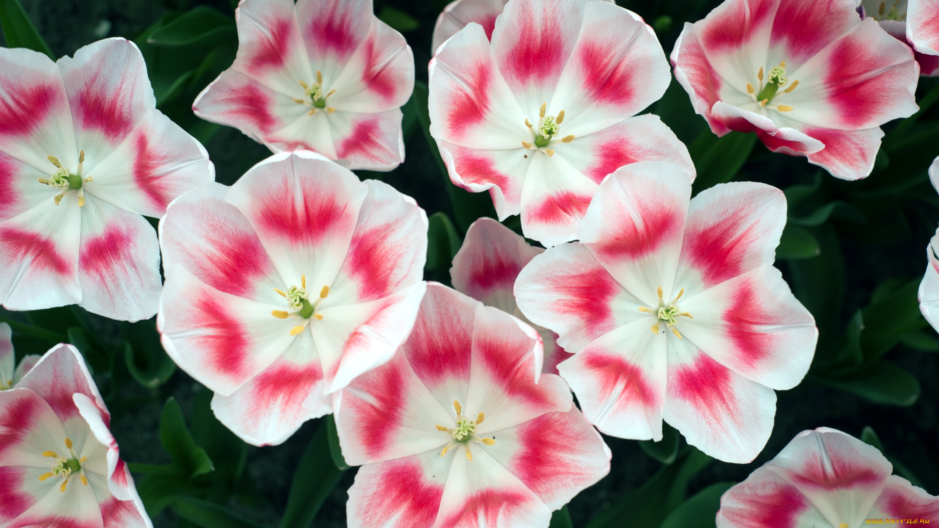 цветы, тюльпаны, пестрый