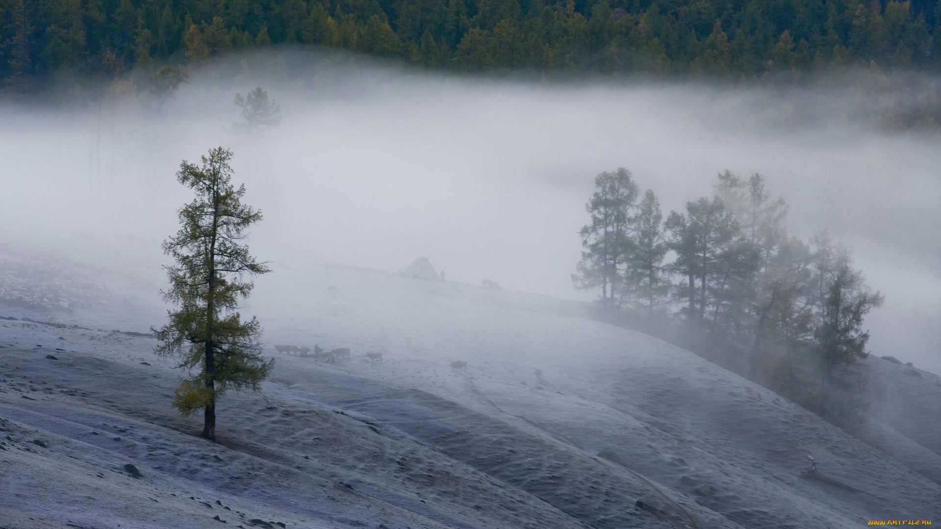 природа, деревья