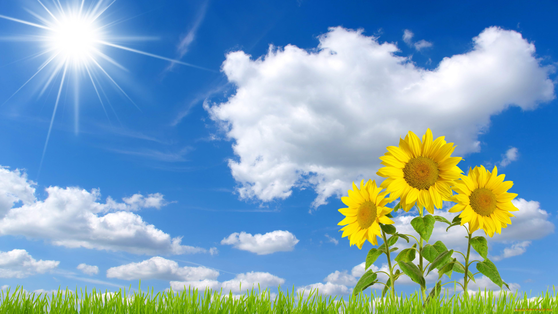 разное, компьютерный, дизайн, облака, подсолнухи