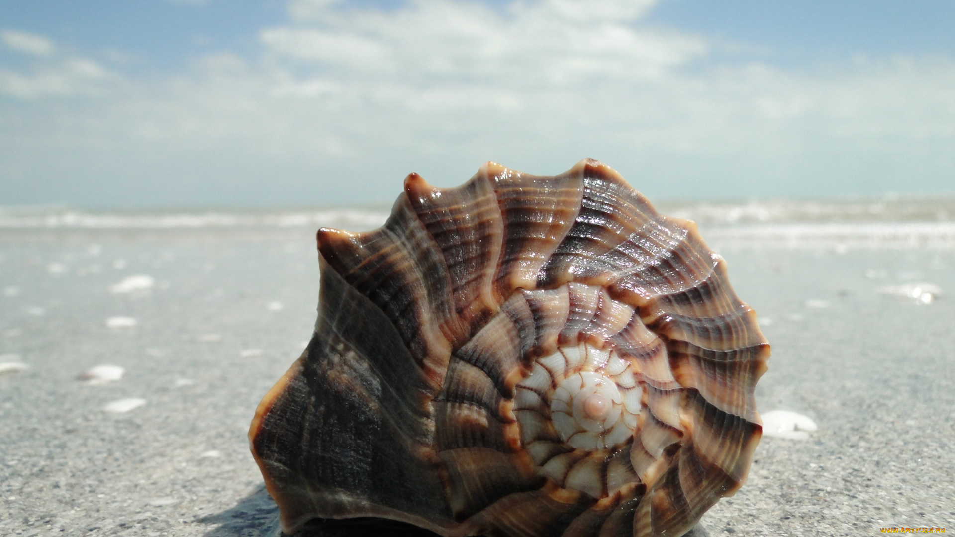 разное, ракушки, кораллы, декоративные, spa, камни, ракушка, море, берег