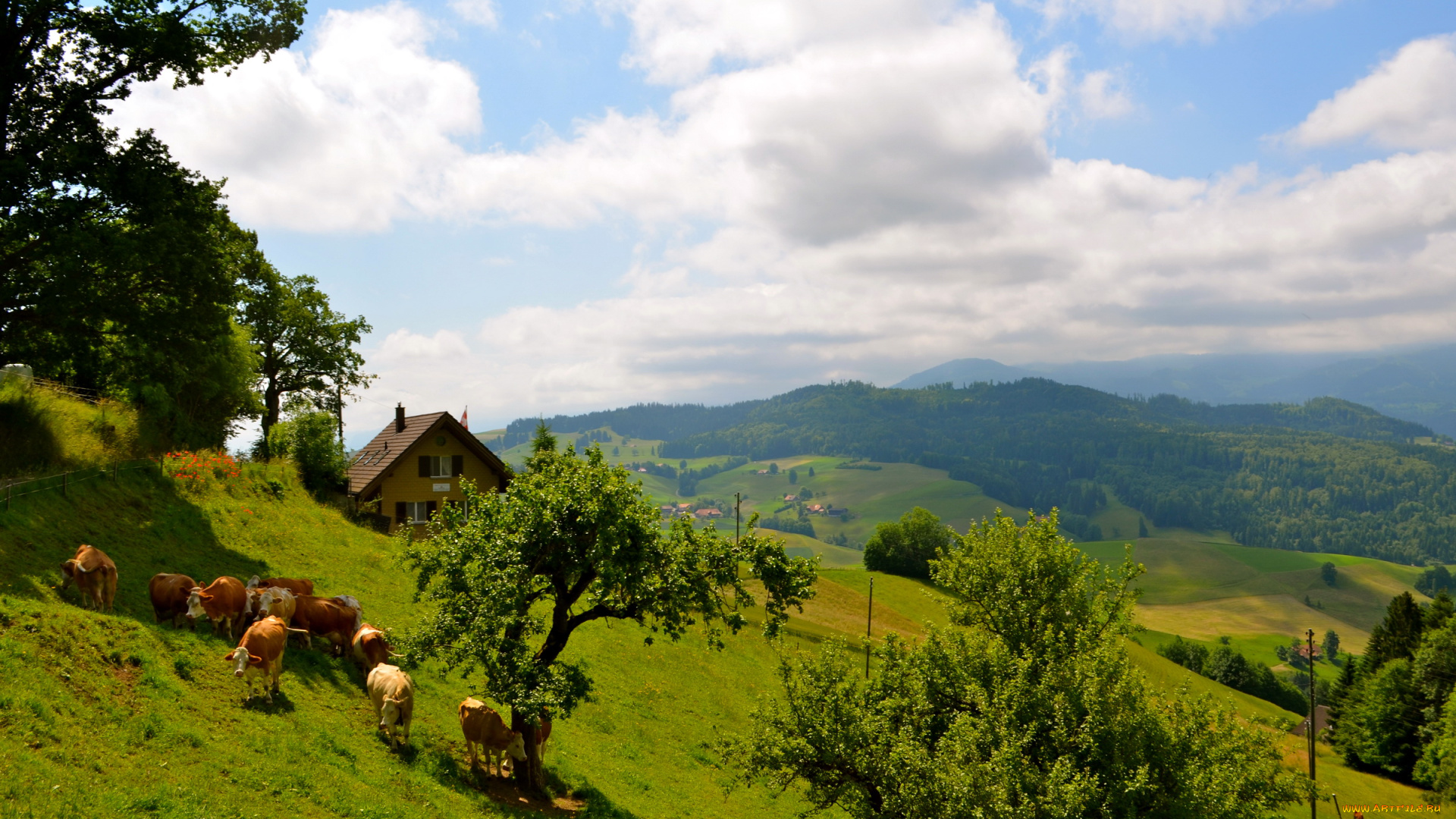 switzerland, природа, пейзажи, луга, коровы, дом