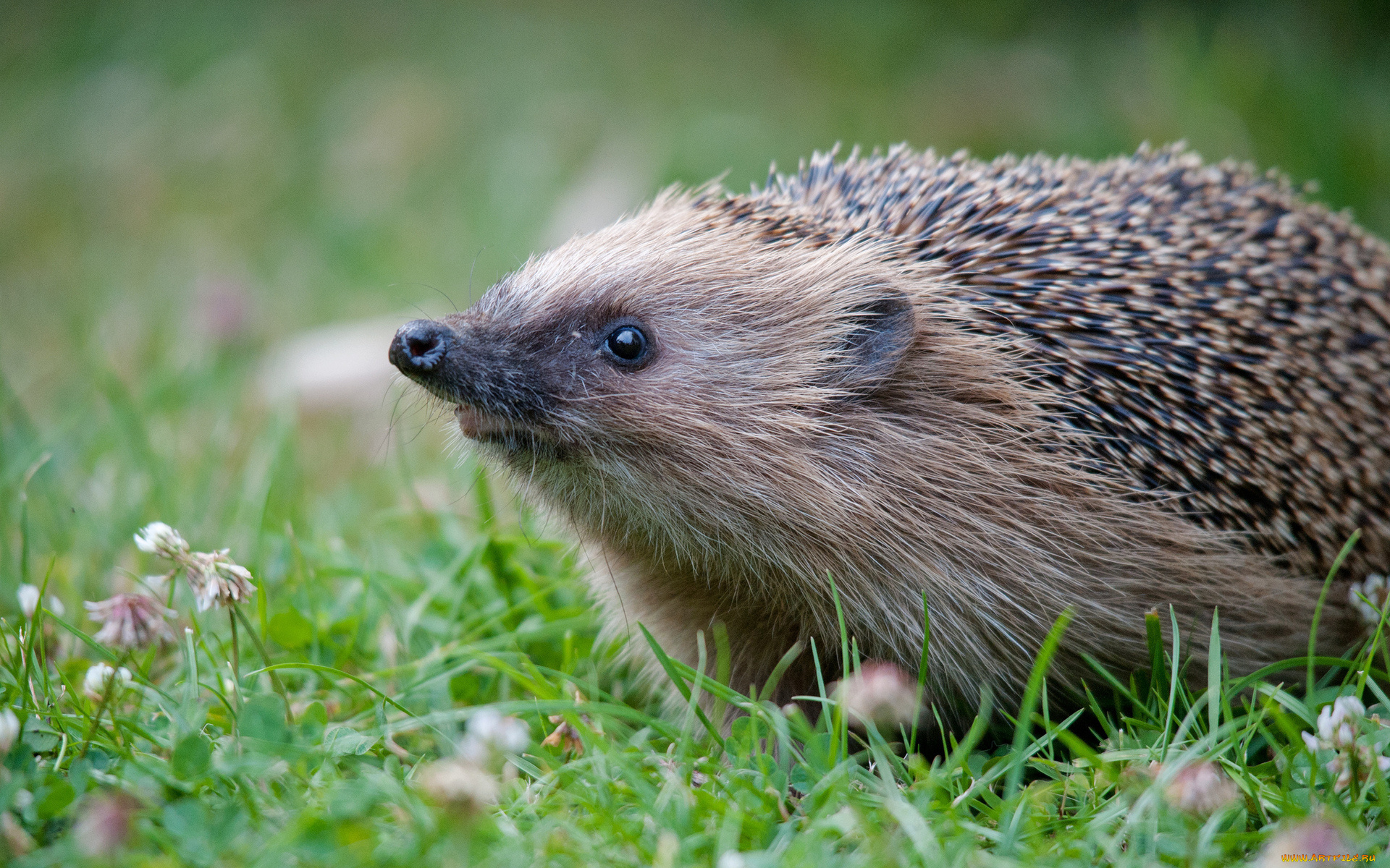 животные, ежи, ёжик, природа, трава