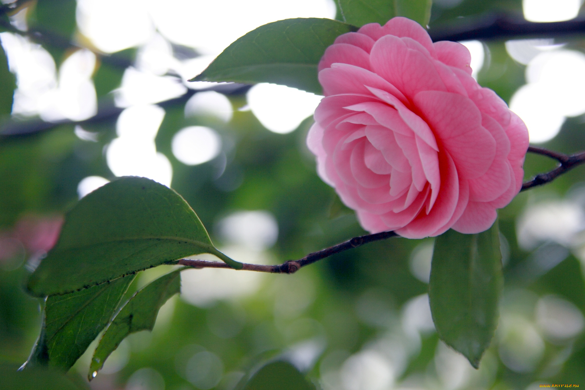 цветы, камелии, розовый