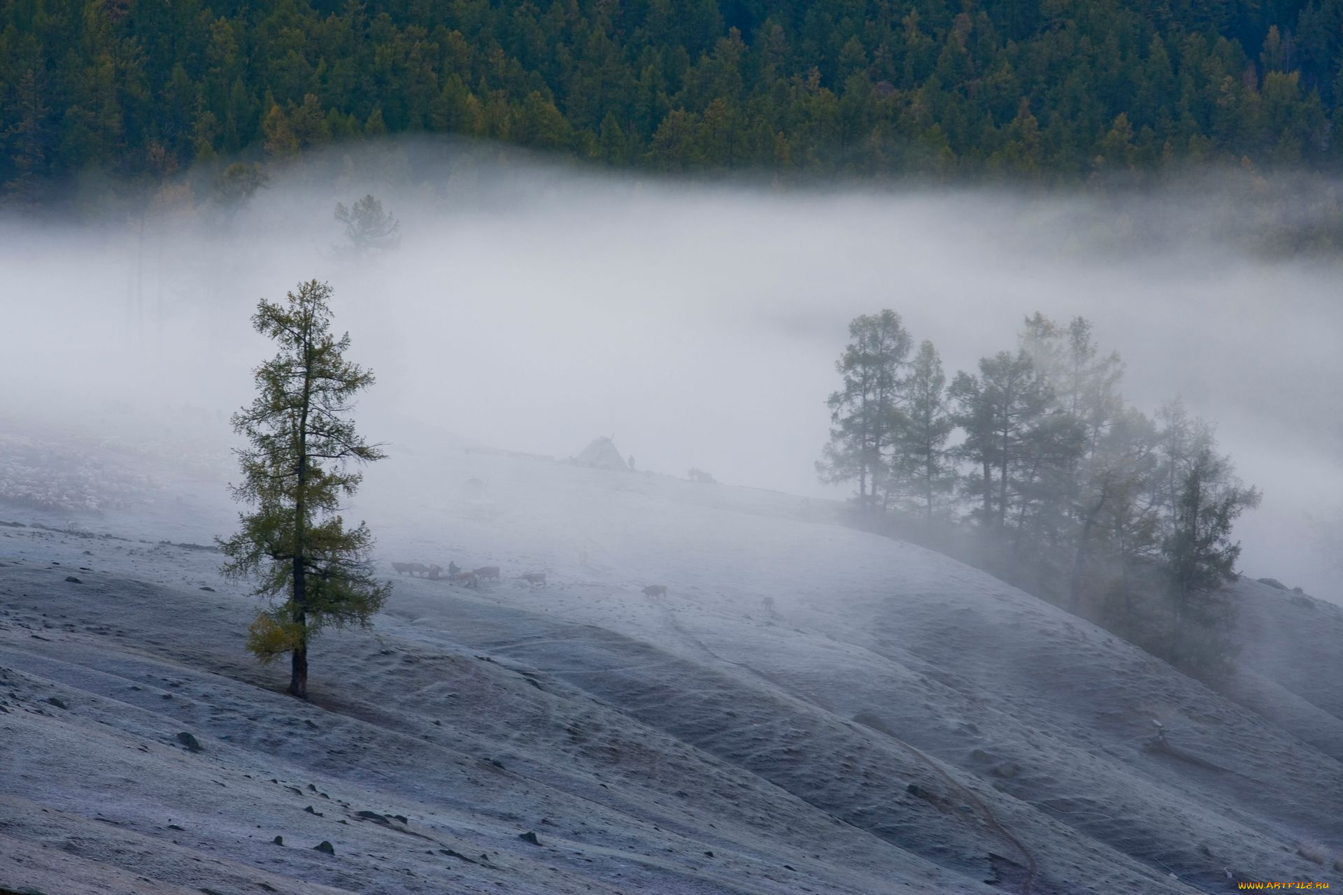 природа, деревья
