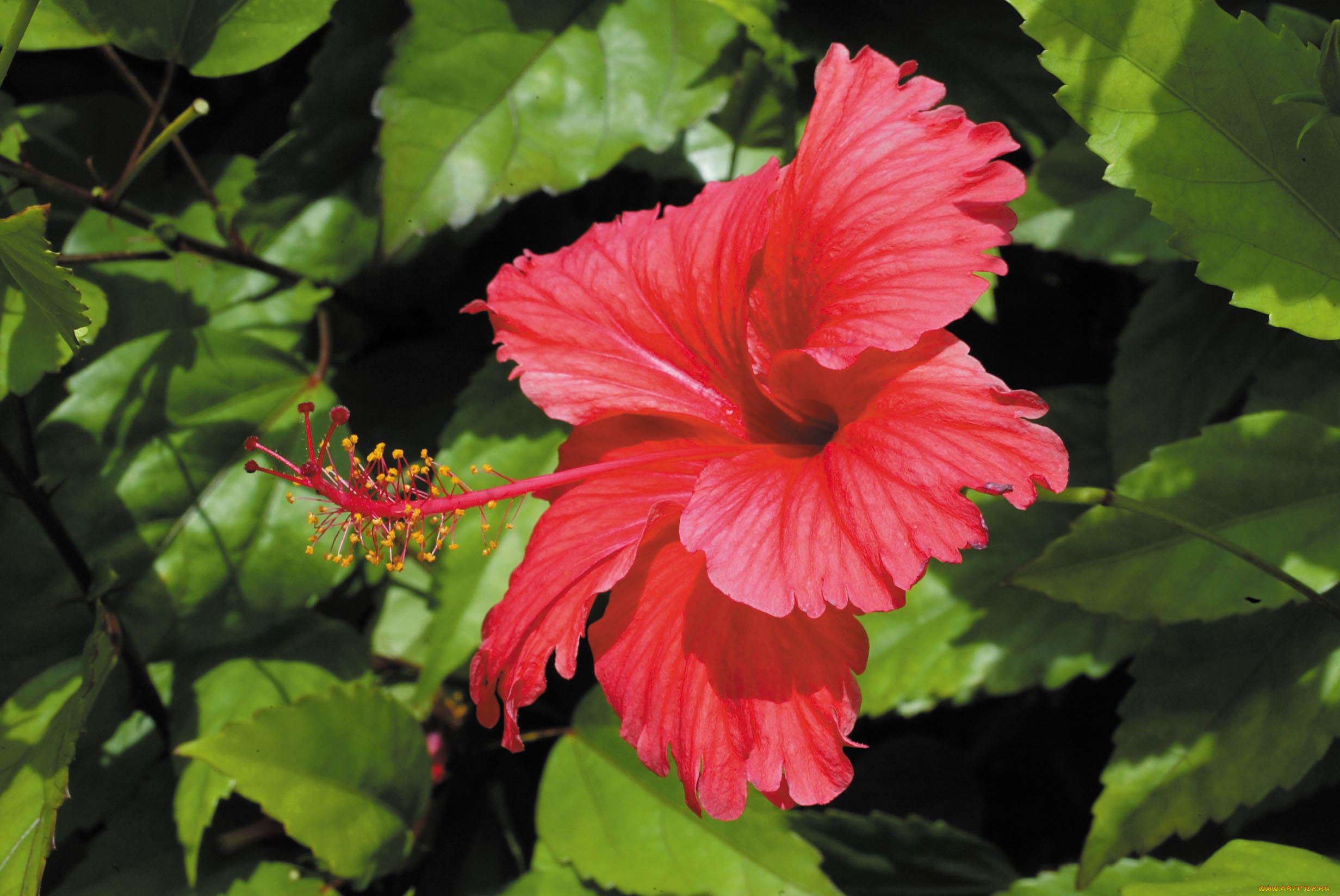 цветы, гибискусы, цветок