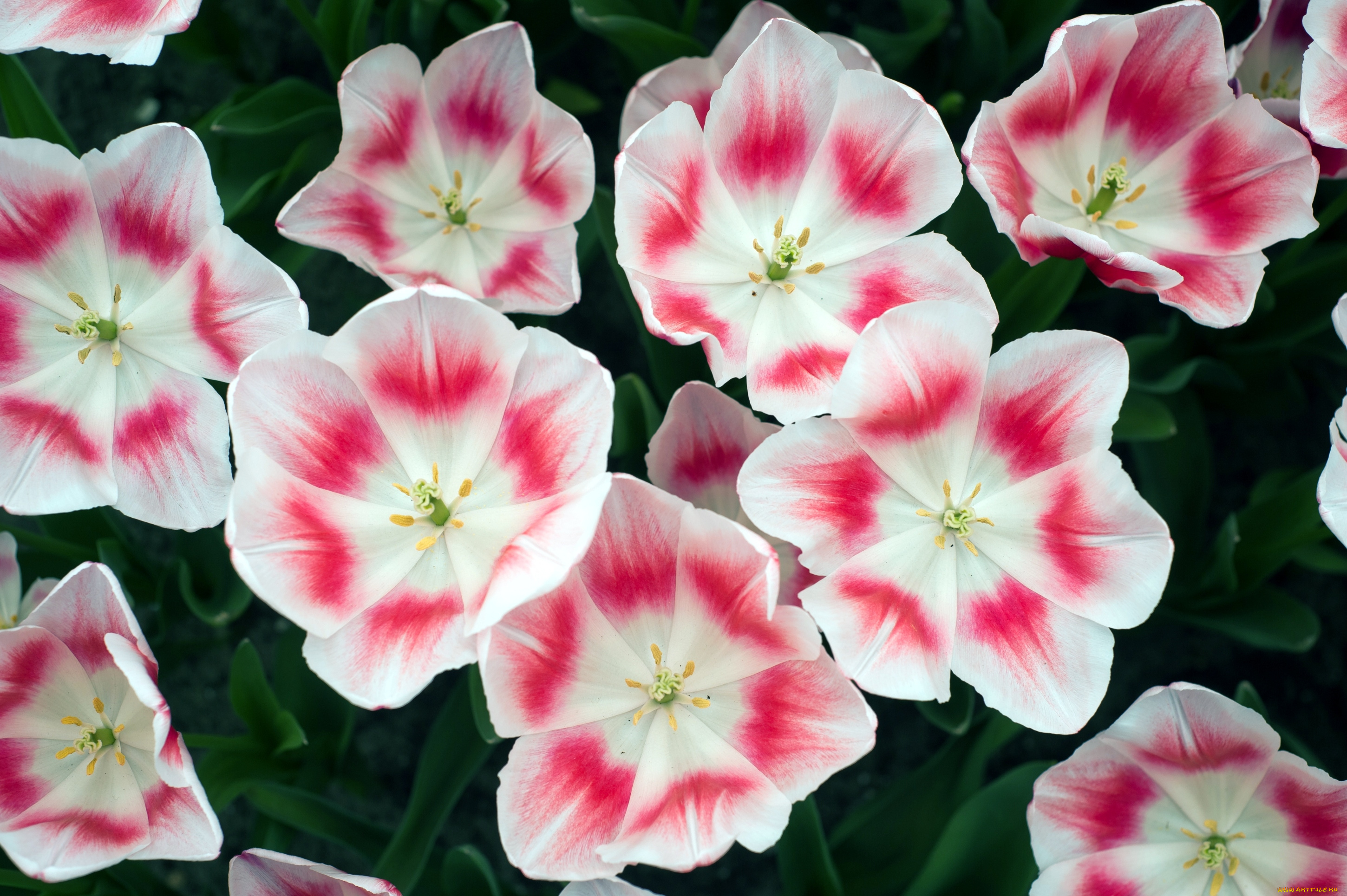 цветы, тюльпаны, пестрый