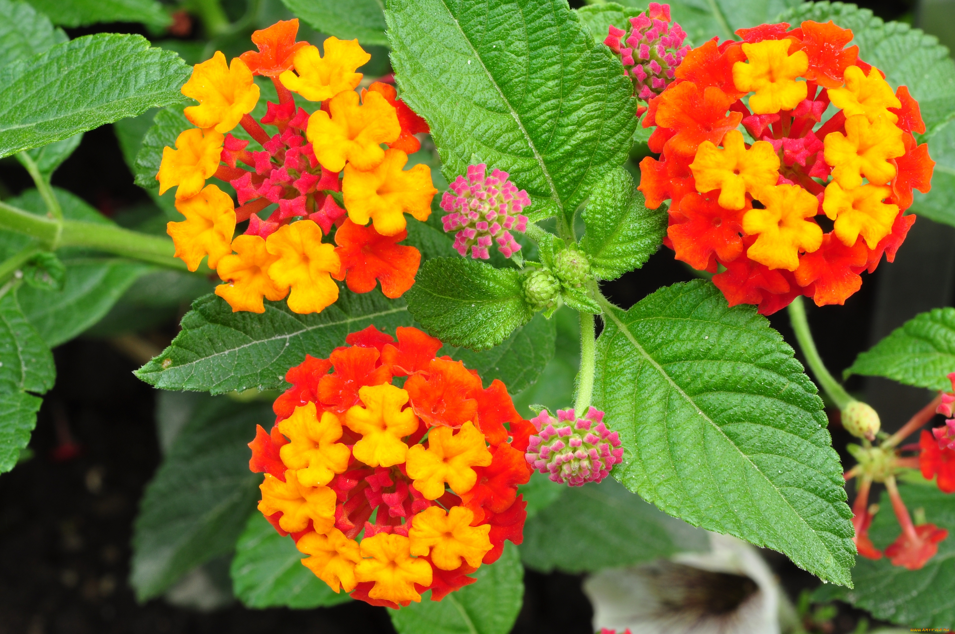 цветы, лантана, вербена, желтый, оранжевый