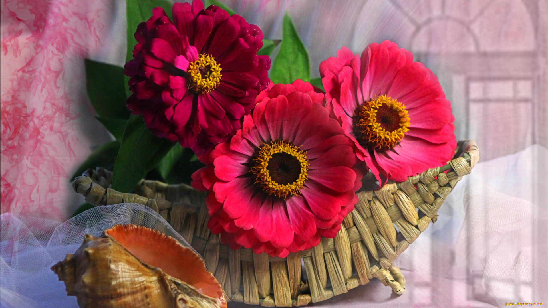 цветы, цинния, ракушка, корзина, красный