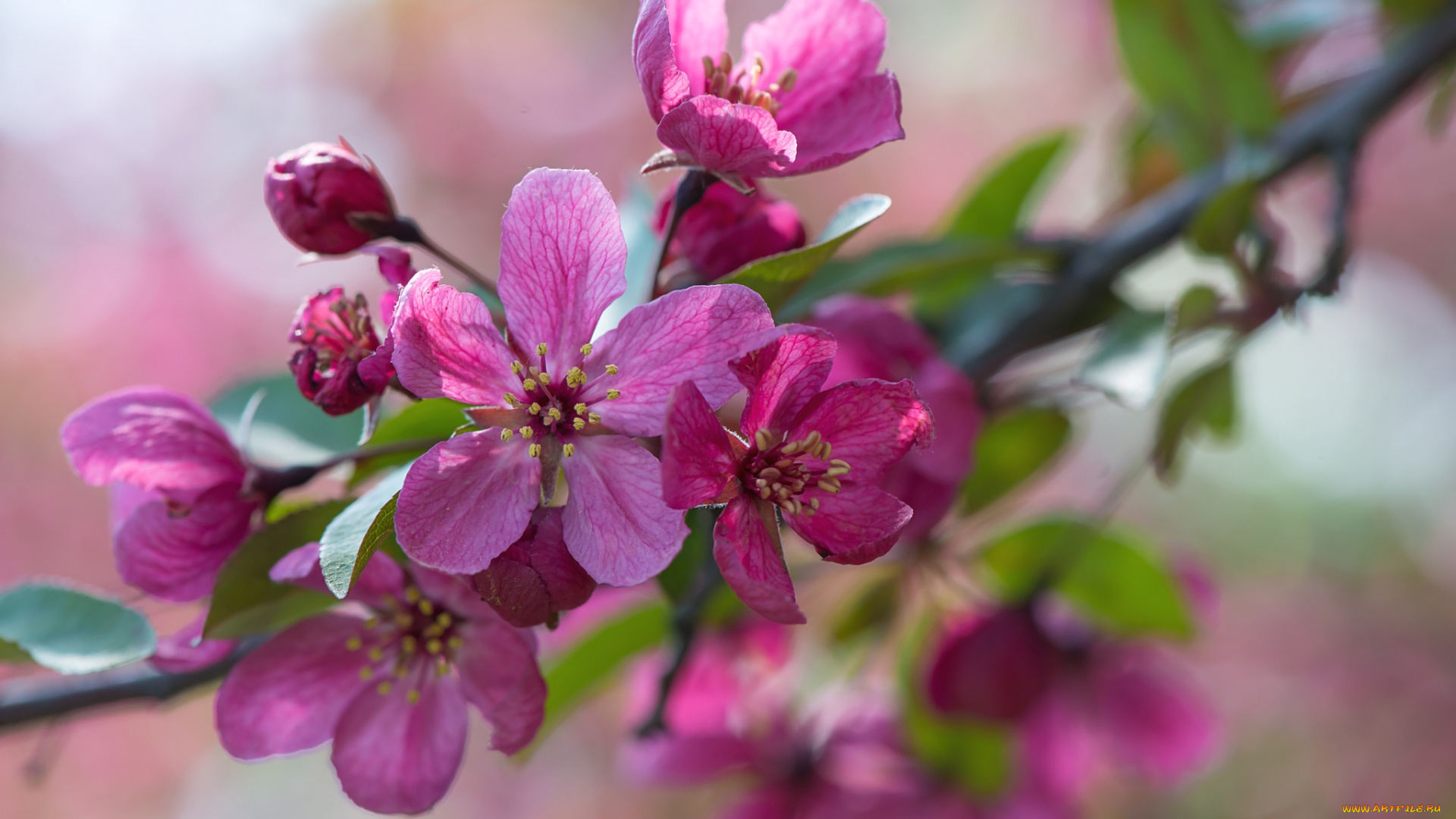 цветы, цветущие, деревья, кустарники, ветка, весна
