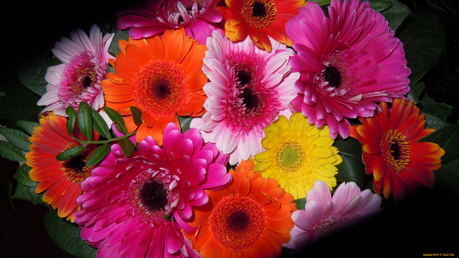 цветы, герберы, букет