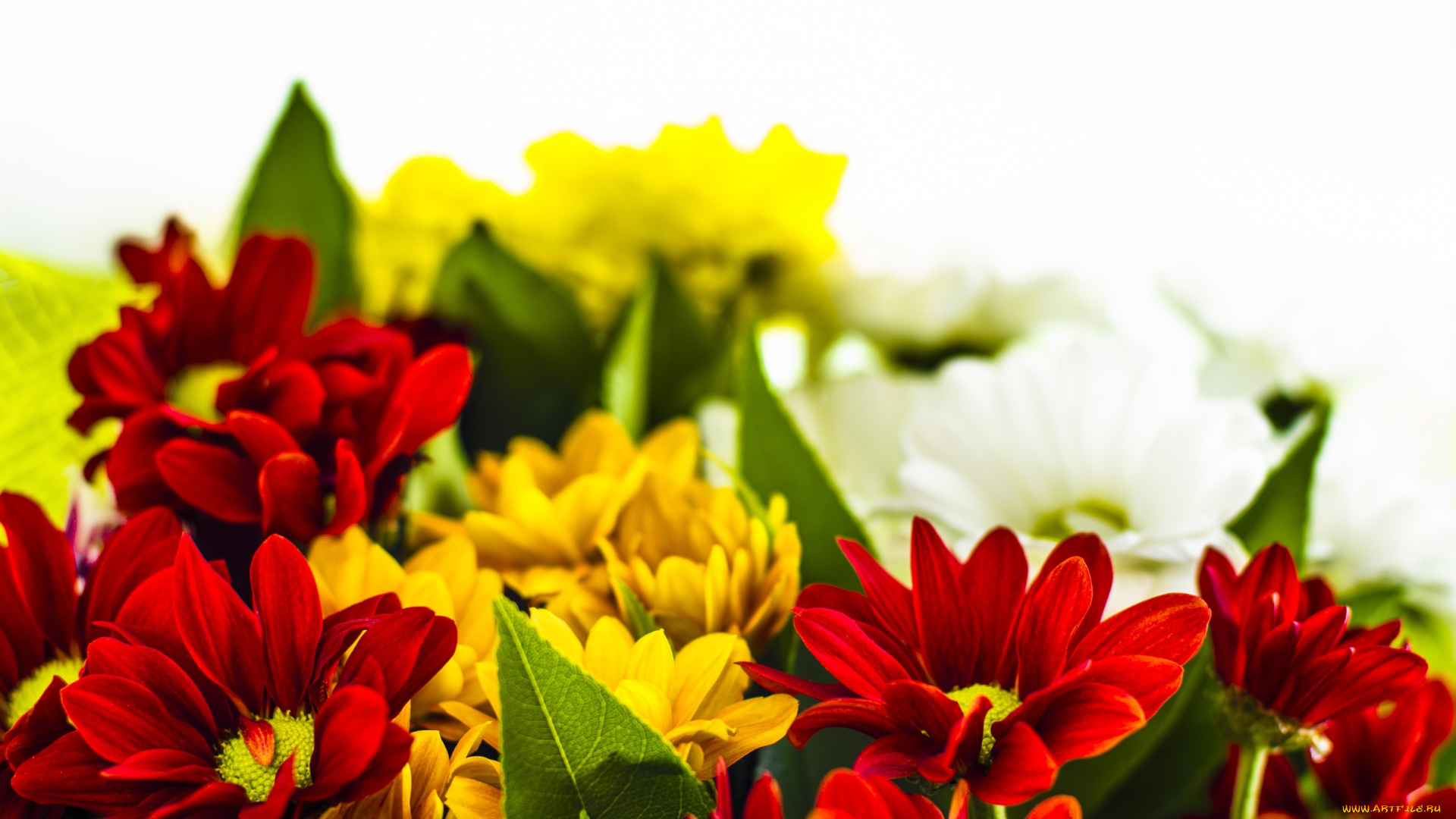 цветы, хризантемы, разноцветный