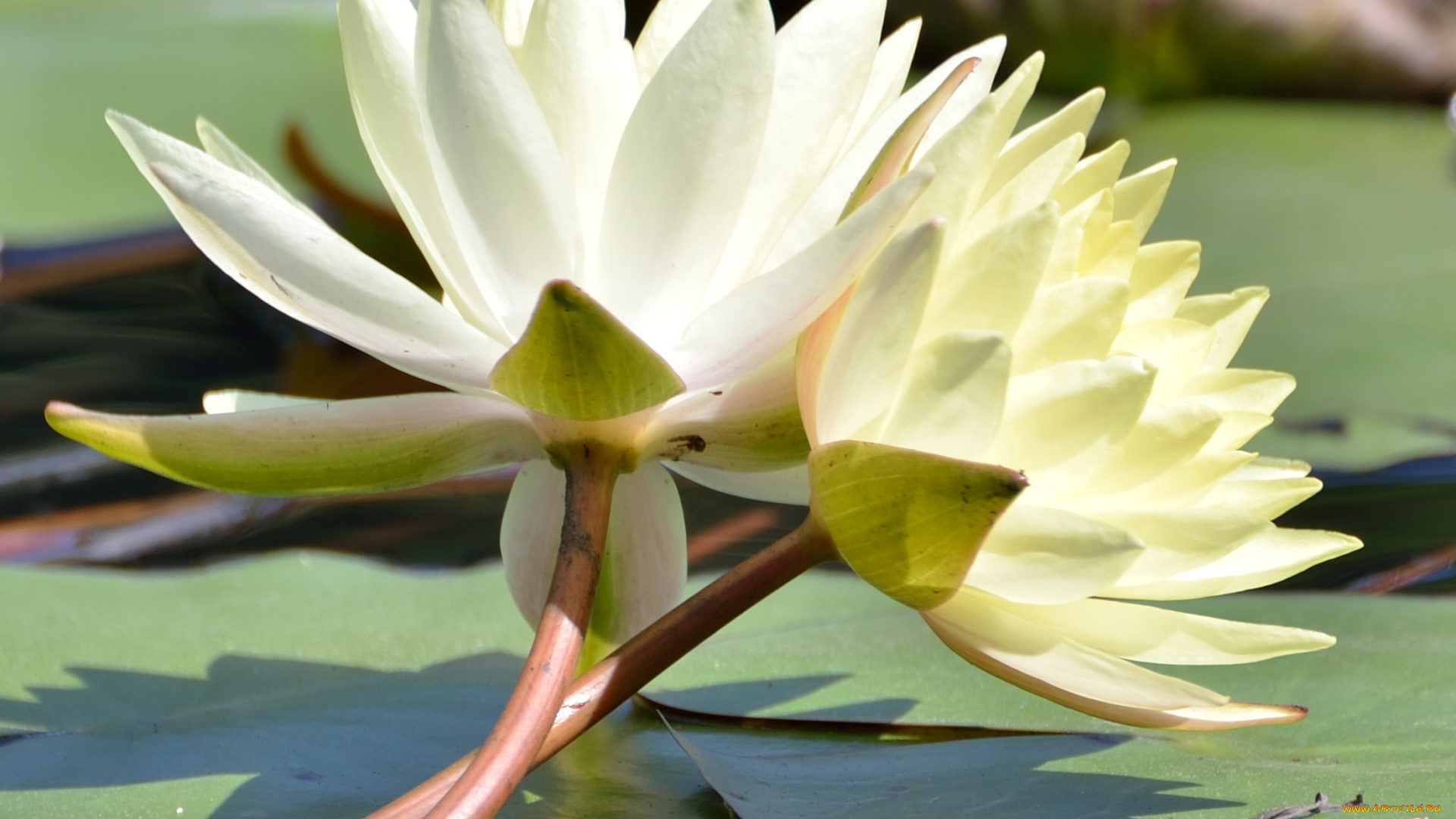 цветы, лилии, водяные, нимфеи, кувшинки, пара, дуэт