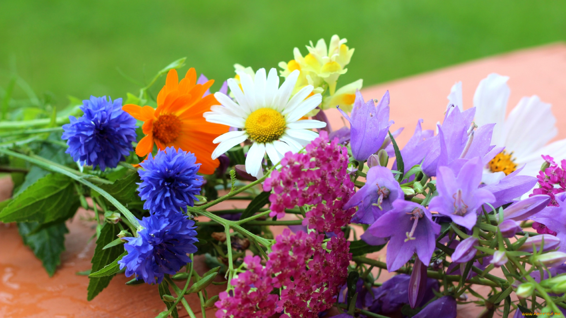 цветы, луговые, полевые, колокольчики, васильки, ромашки