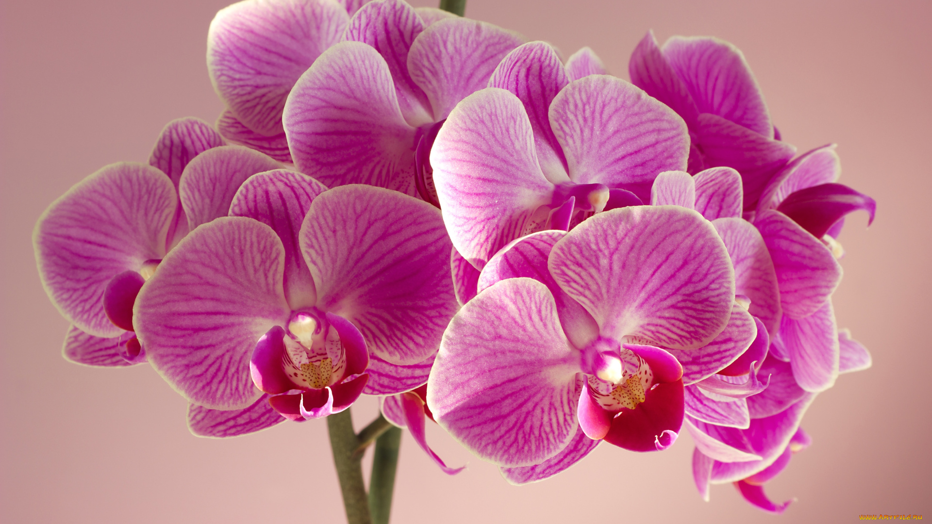 цветы, орхидеи, розовый
