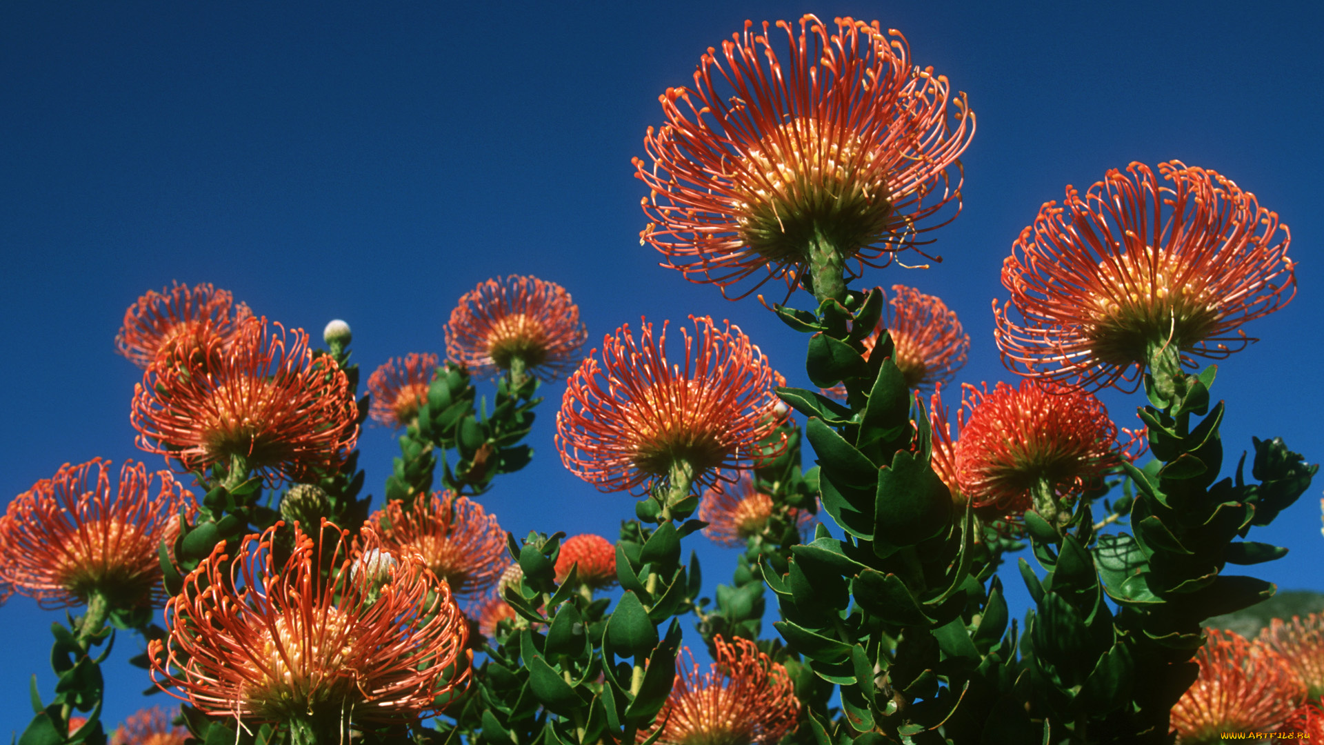 цветы, протея, лепестки