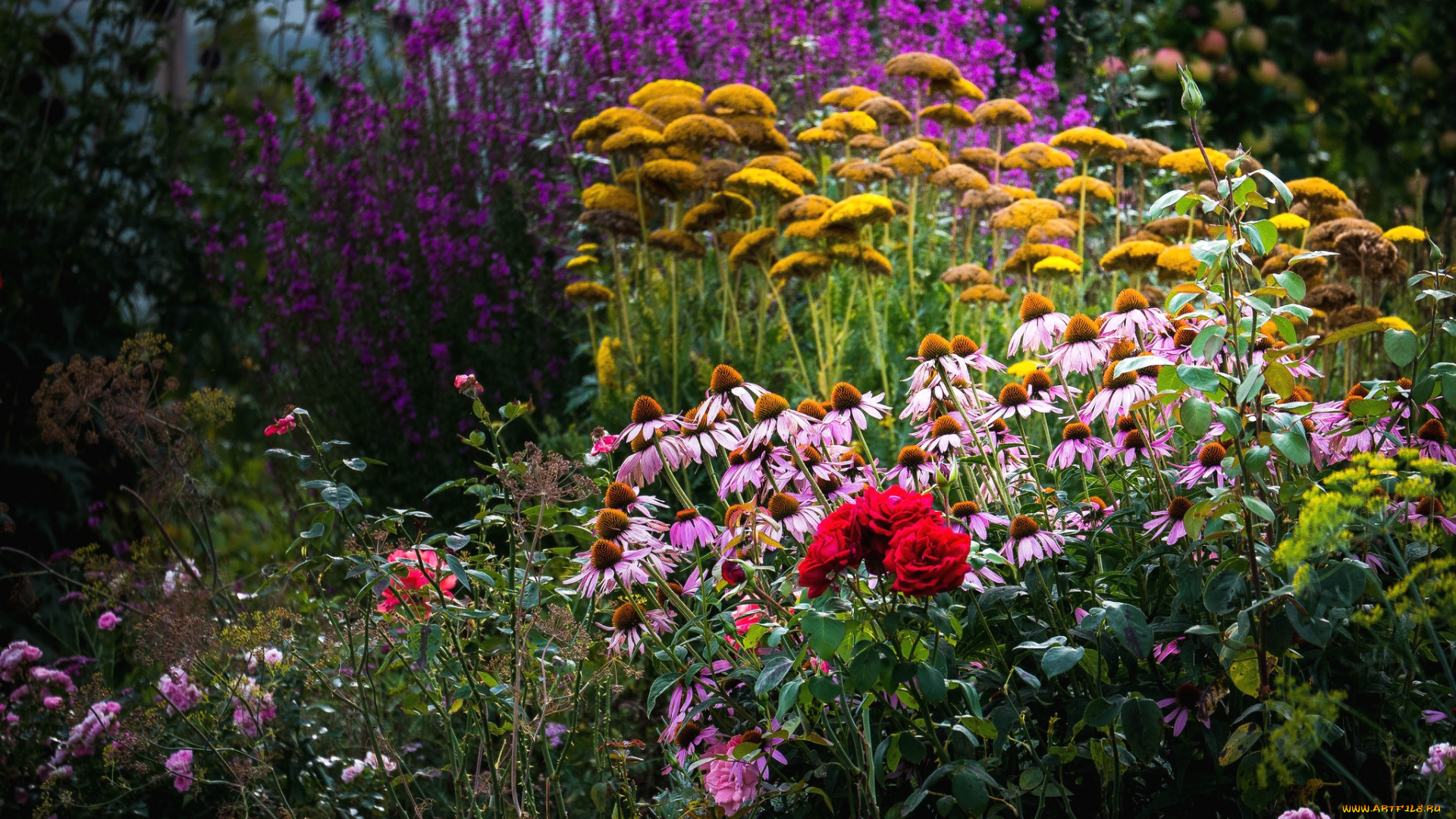 цветы, разные, вместе, розы, эхинацея, заросли