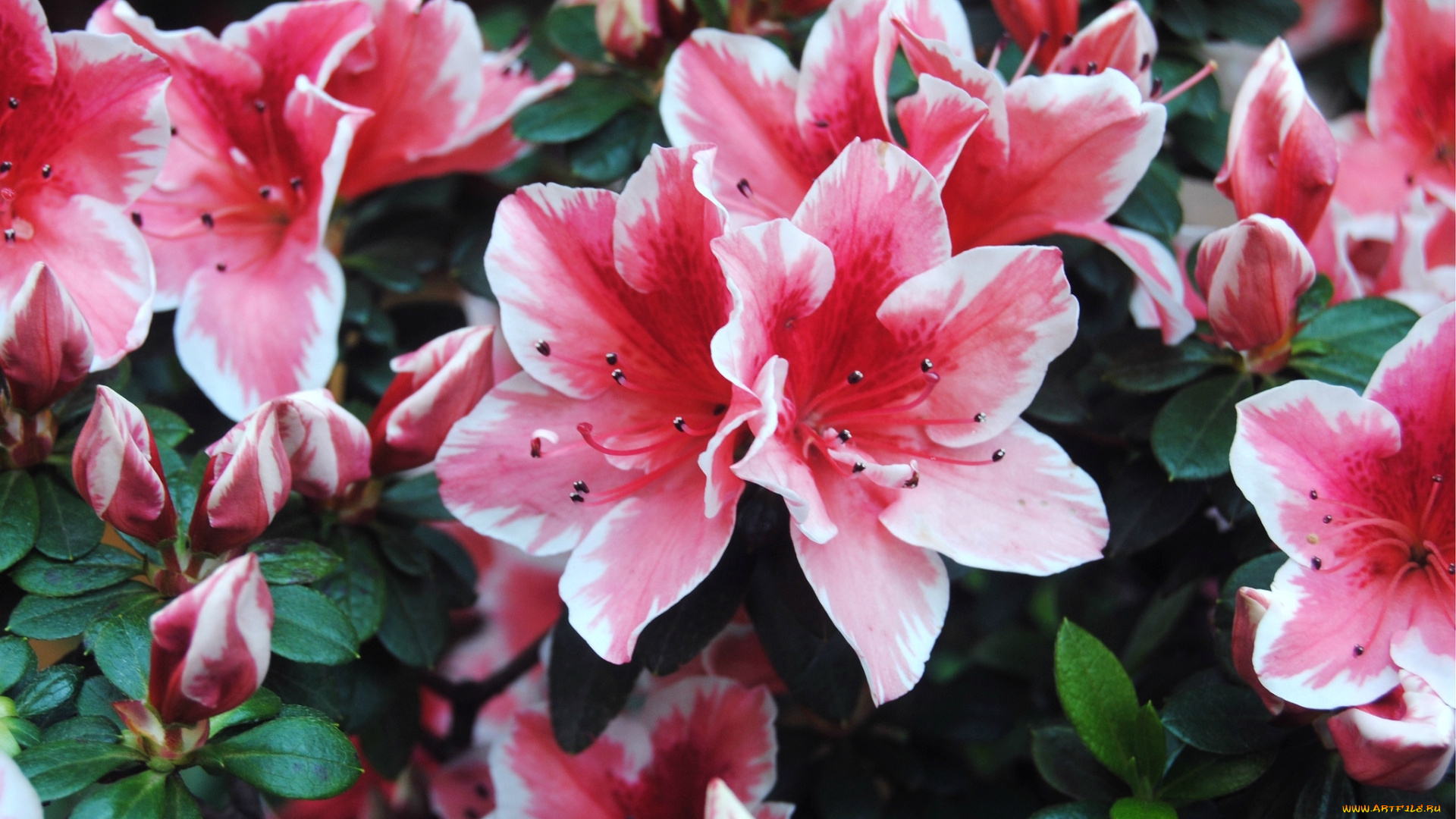 цветы, рододендроны, азалии, пестрый