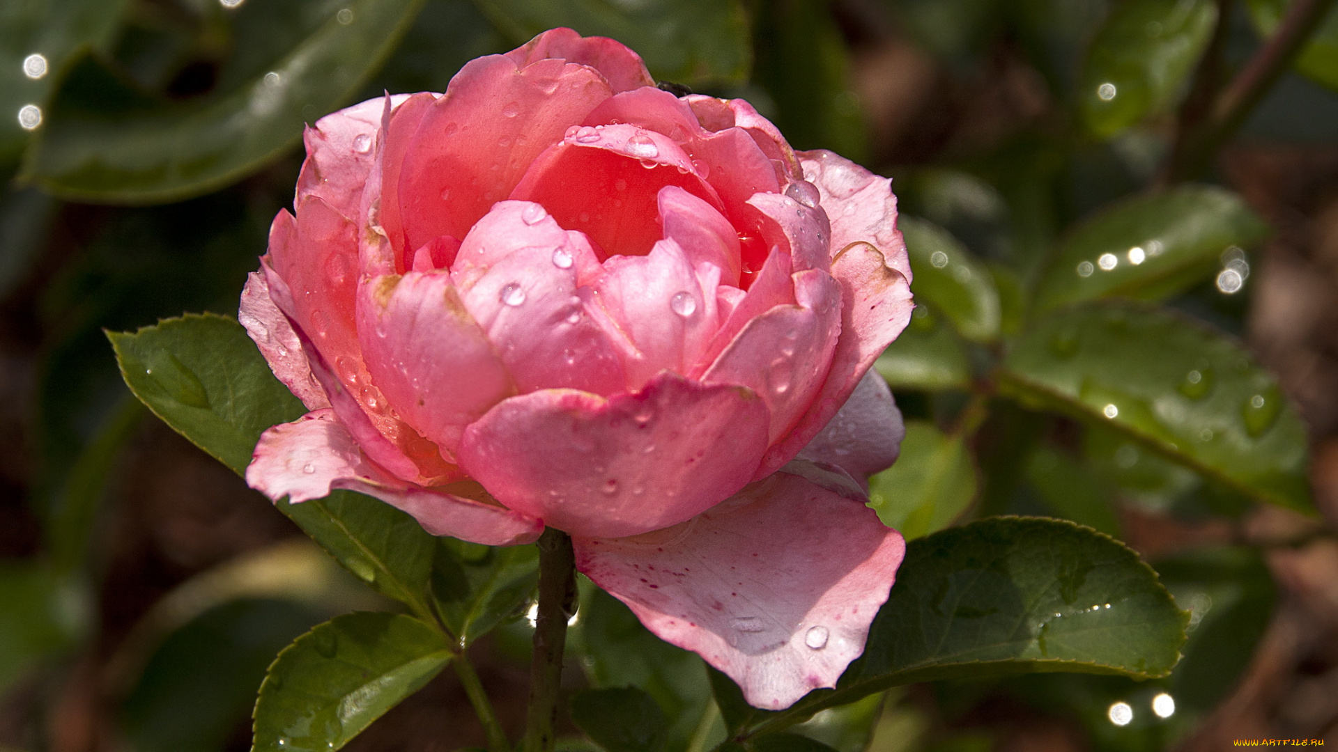 цветы, розы