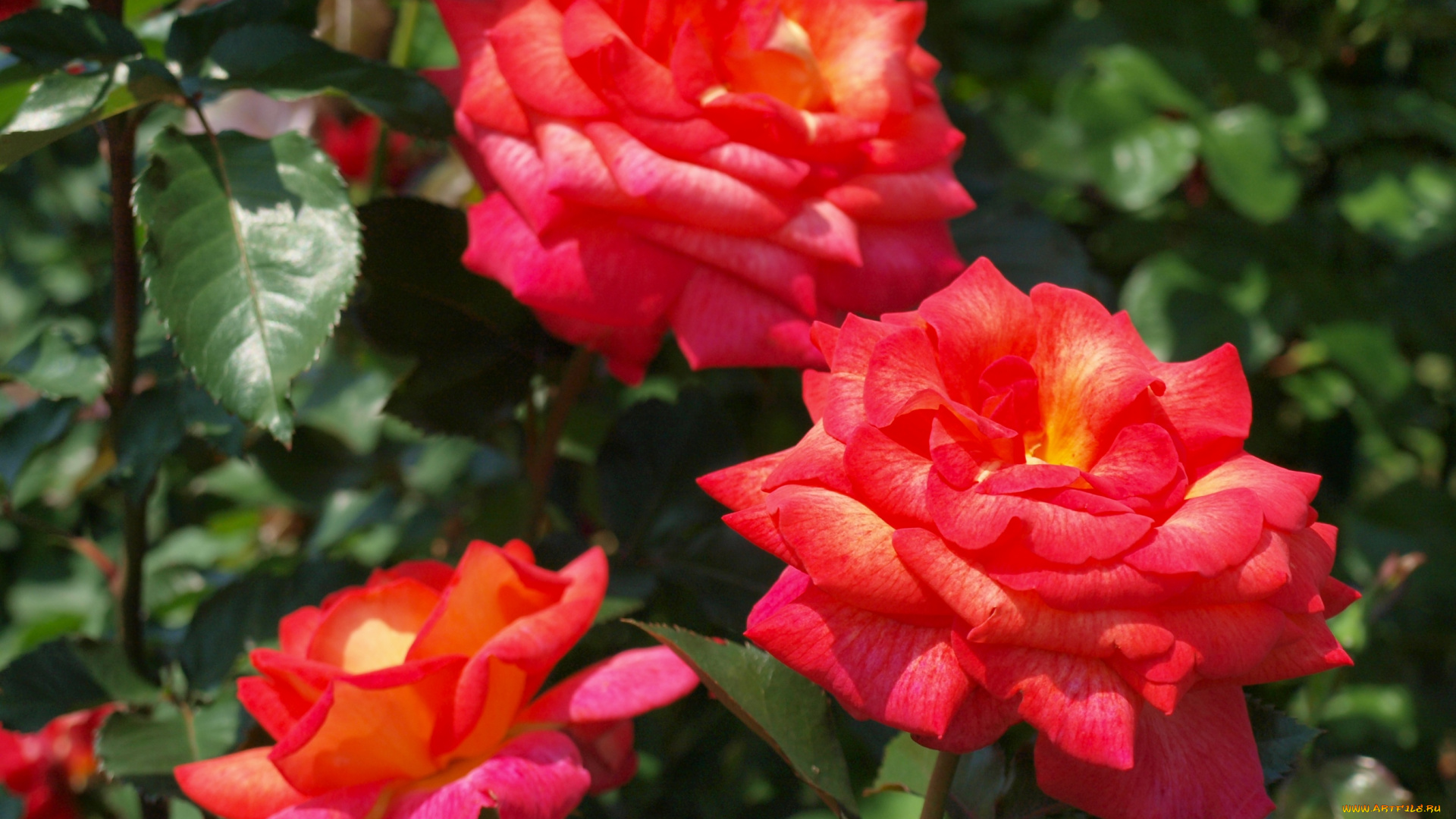 цветы, розы, красный, трио