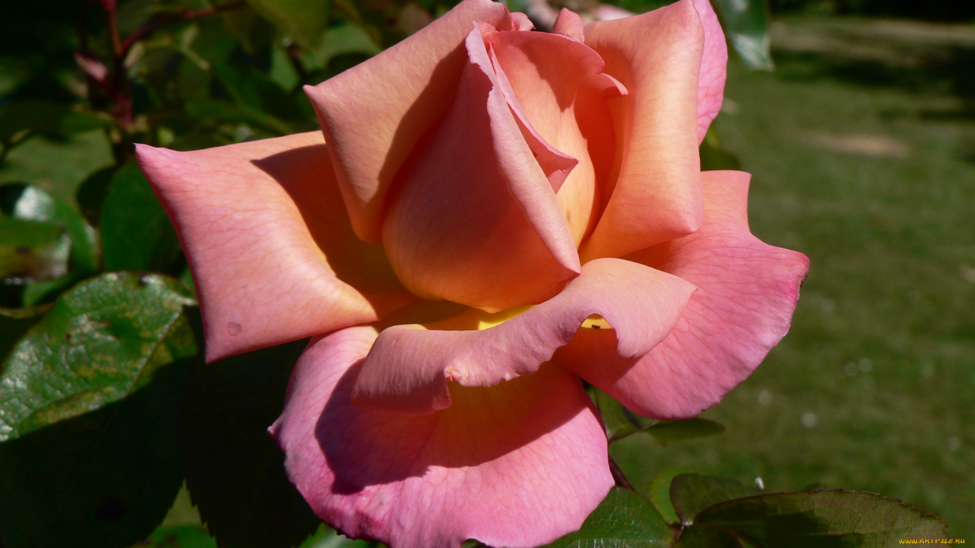 цветы, розы, лепестки