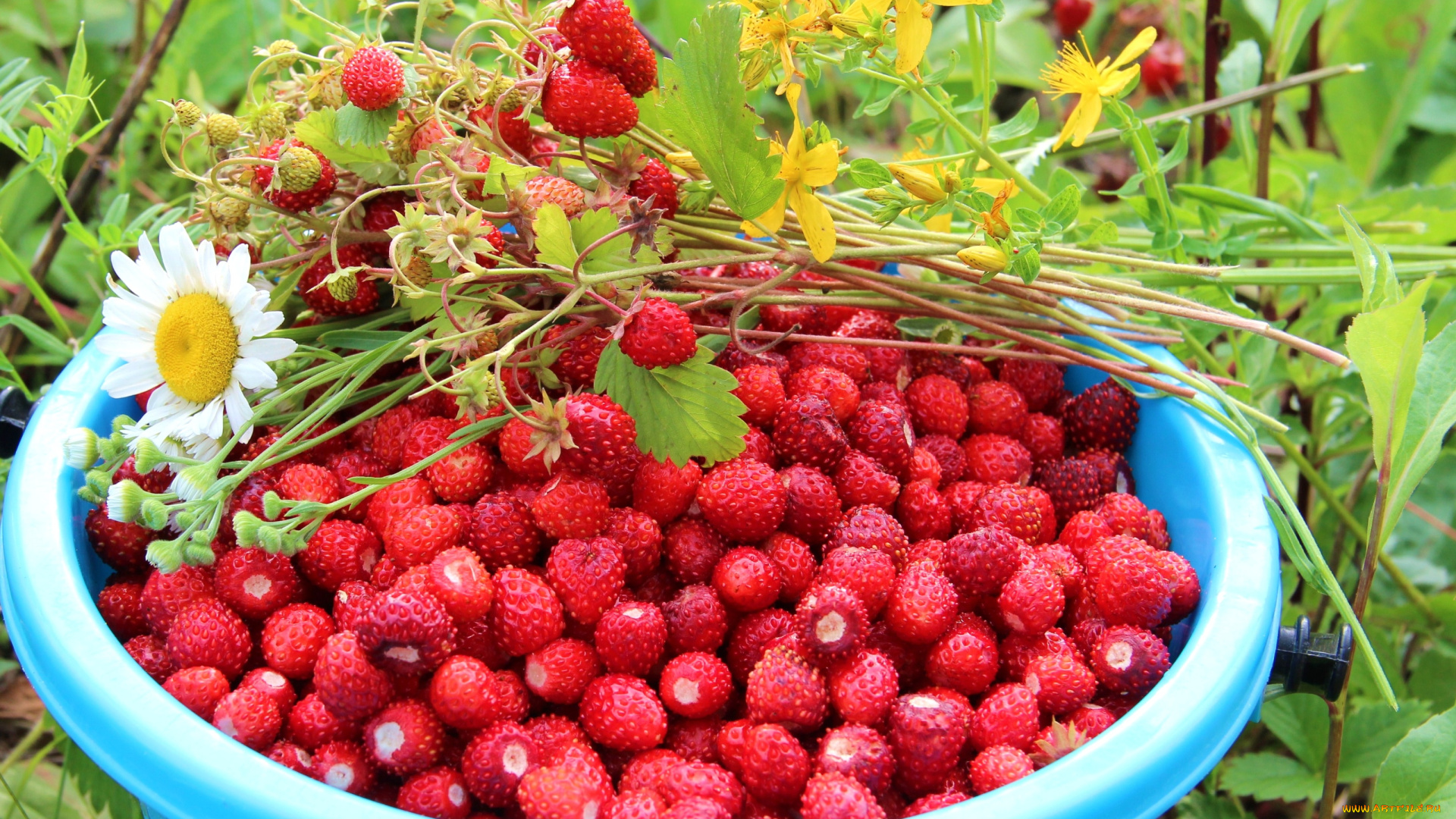 еда, клубника, земляника, ромашка