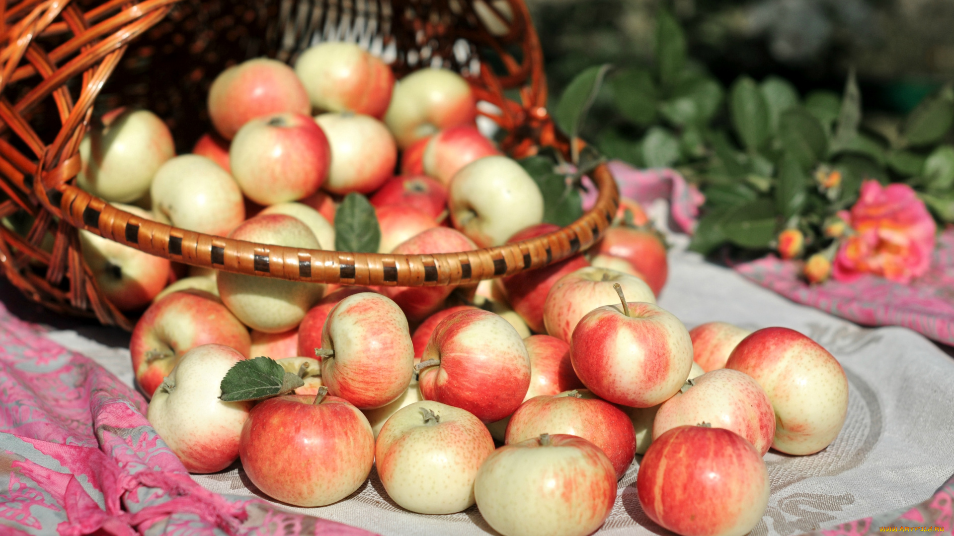 еда, Яблоки, корзина, яблочки