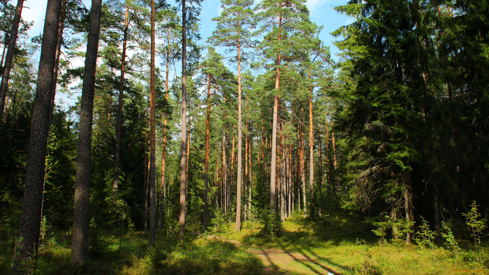 комарово, санкт, петербург, природа, лес, тропинка